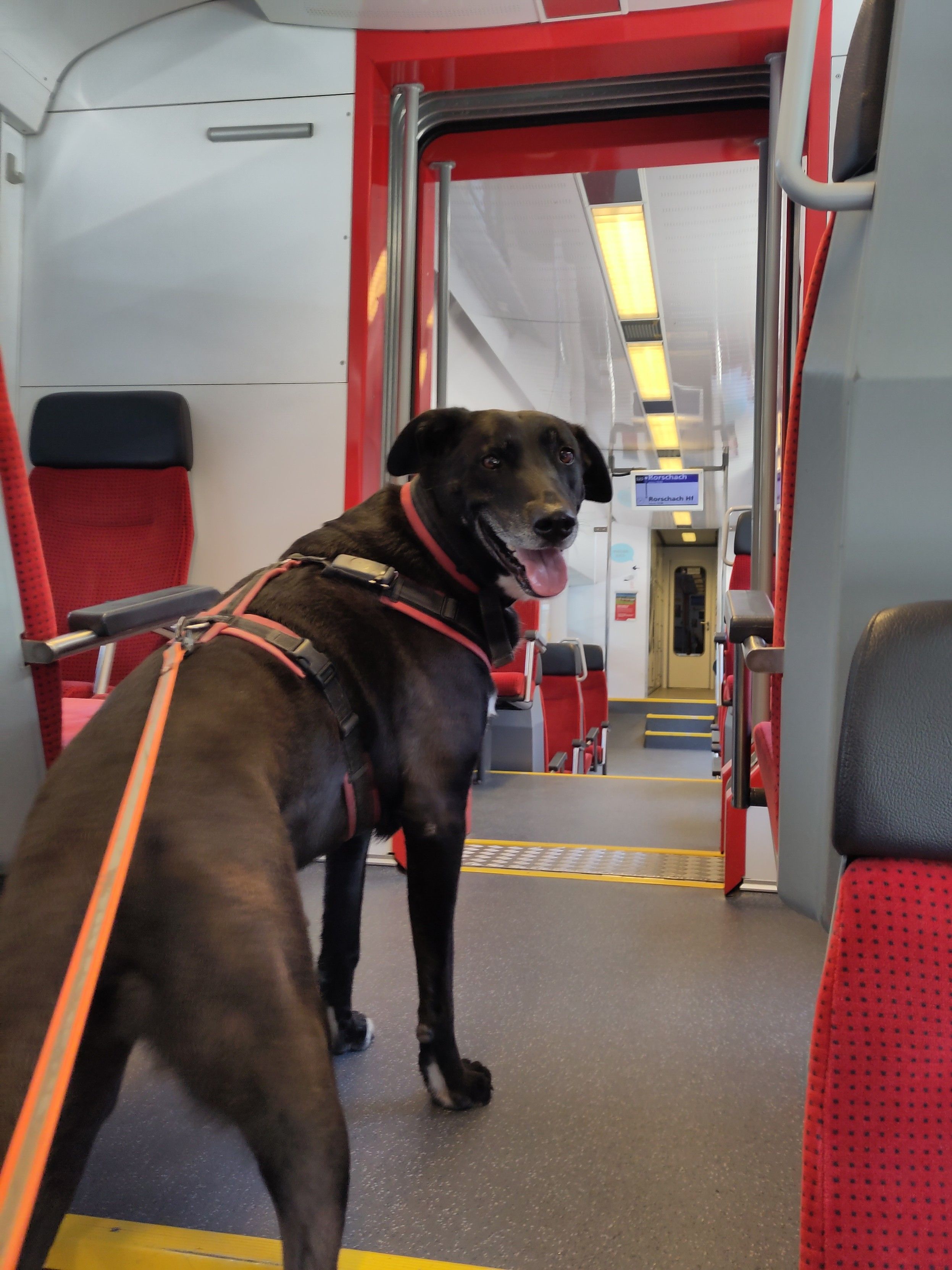 Foto. Innenansicht Eisenbahnwagen, im Vordergrund ein schwarzer Hund.