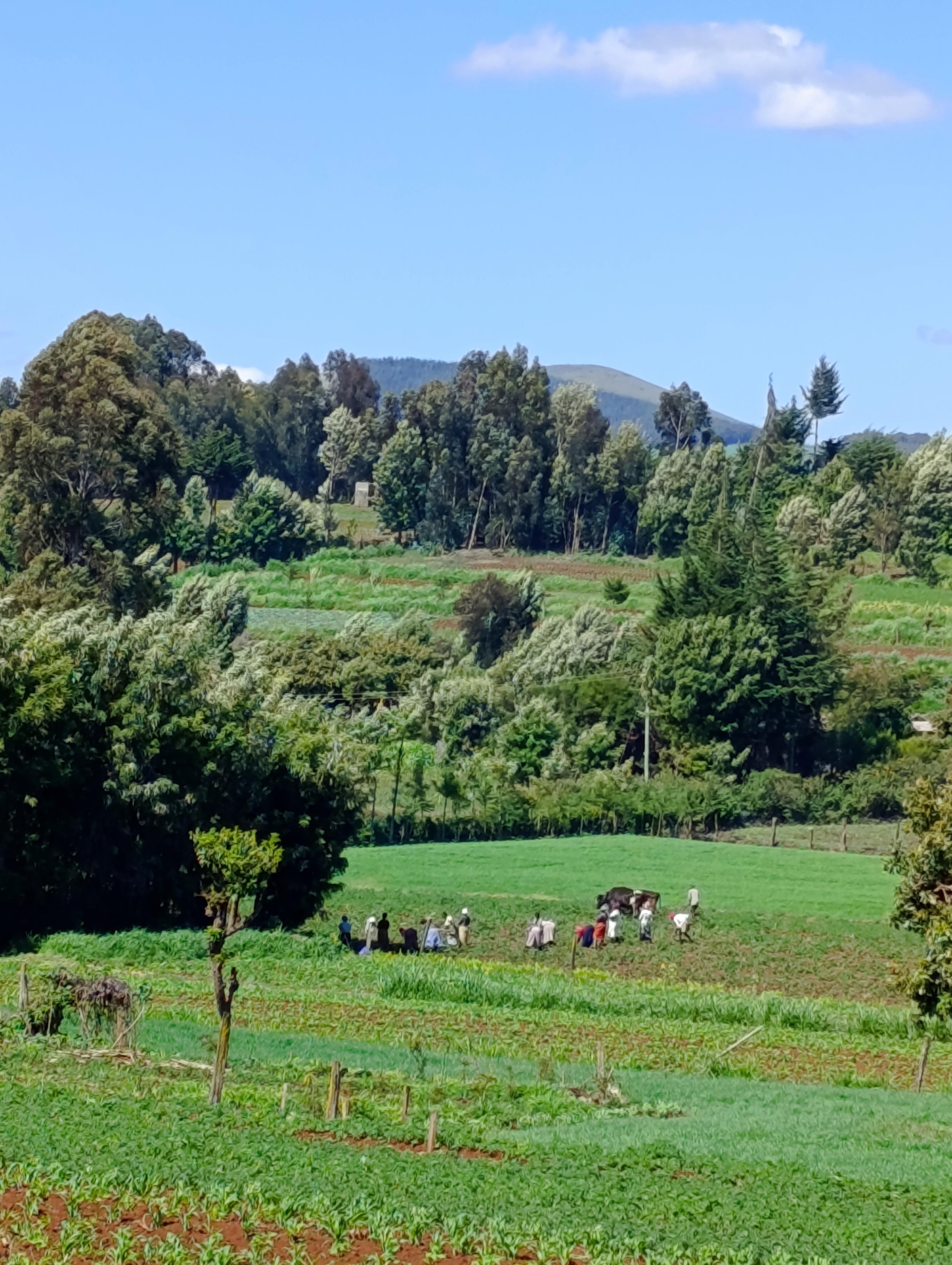 People and oxen plough weeding on the farm, with exotic trees in the background. 