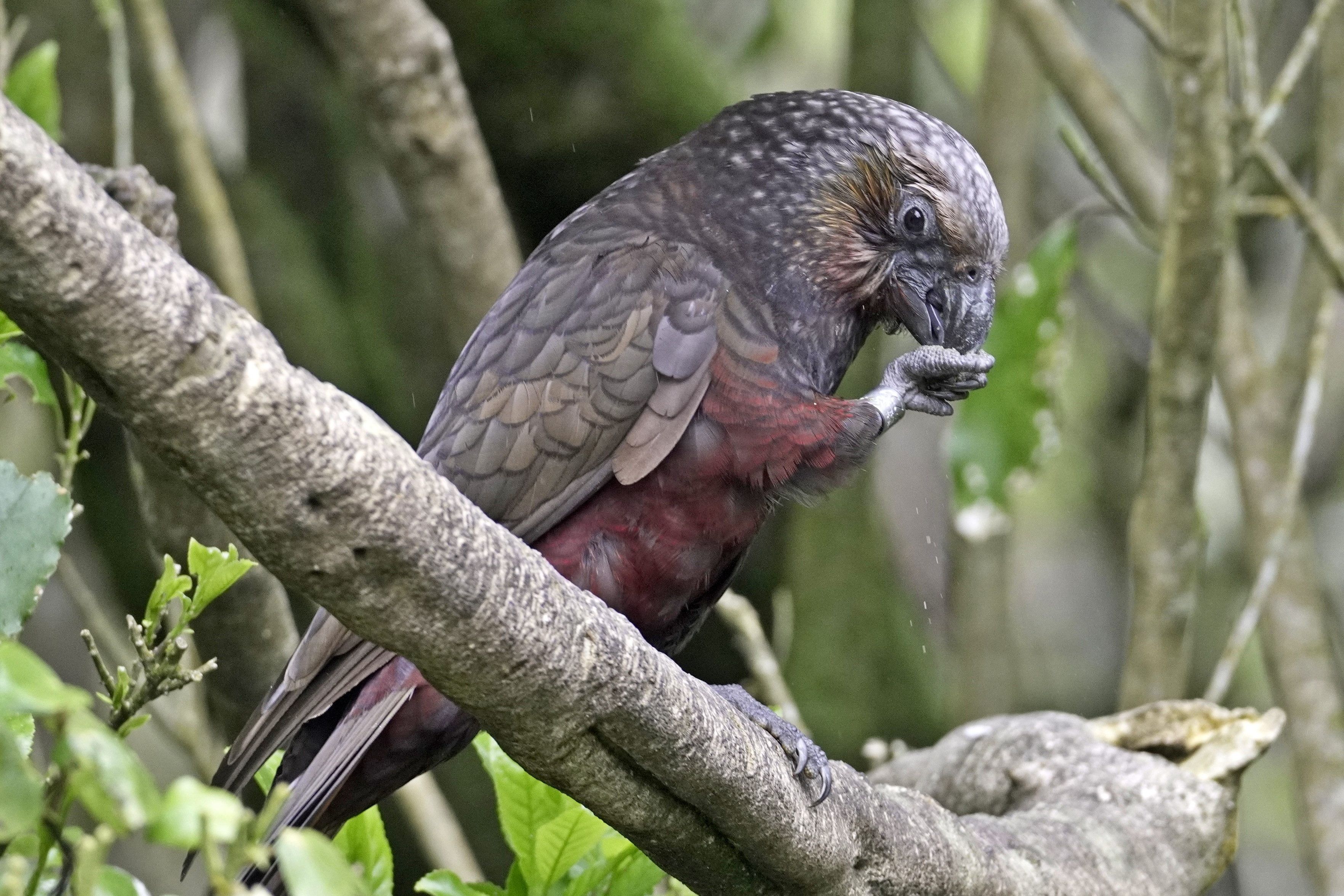 A very non-taxidermied kākā munches on some parrot food perched on a branch.