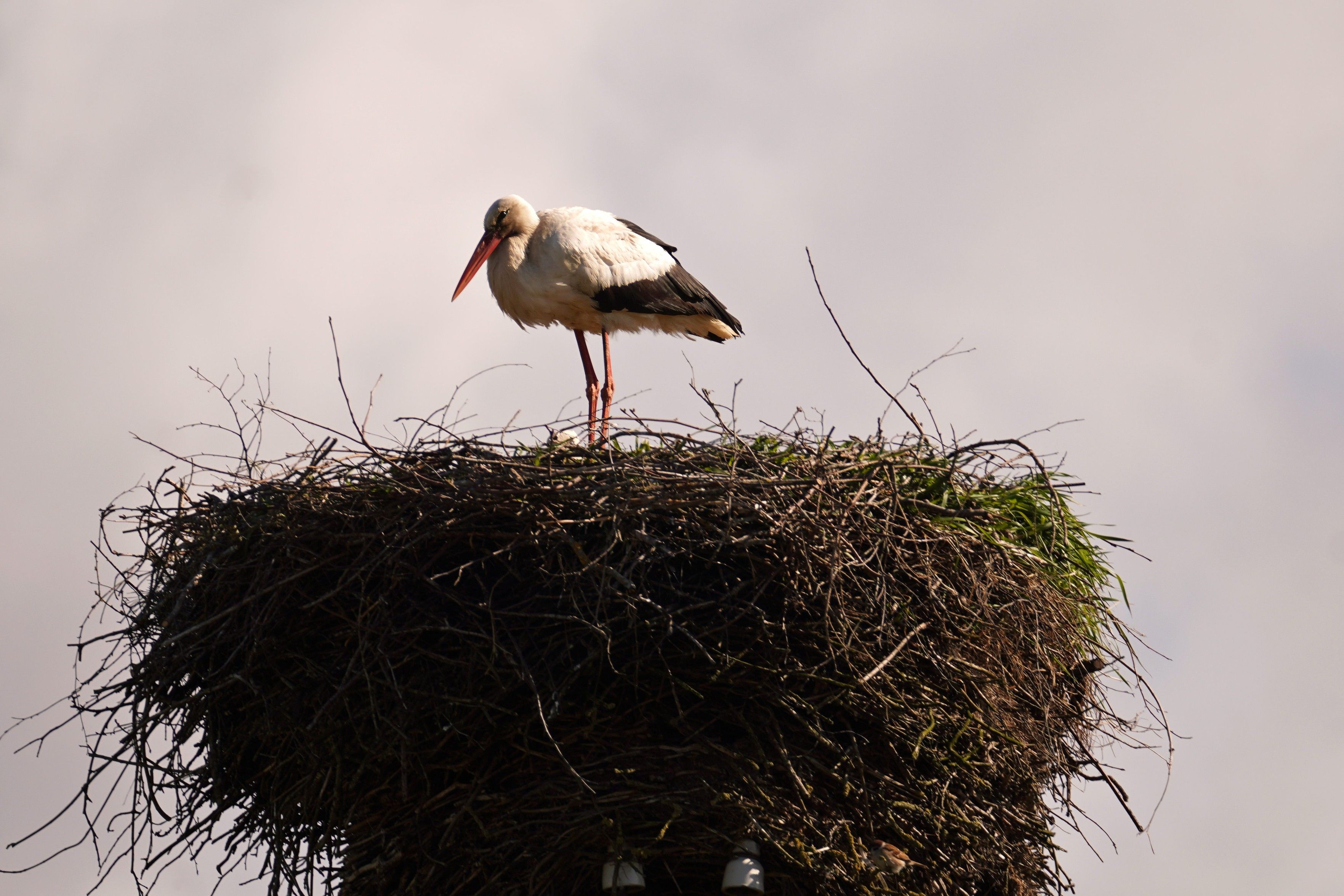 A white stork in a substantial nest of little sticks. Hard to see, but there's a baby stork in the nest. Estonian folk belief: if you point at a stork you're gonna get a baby.