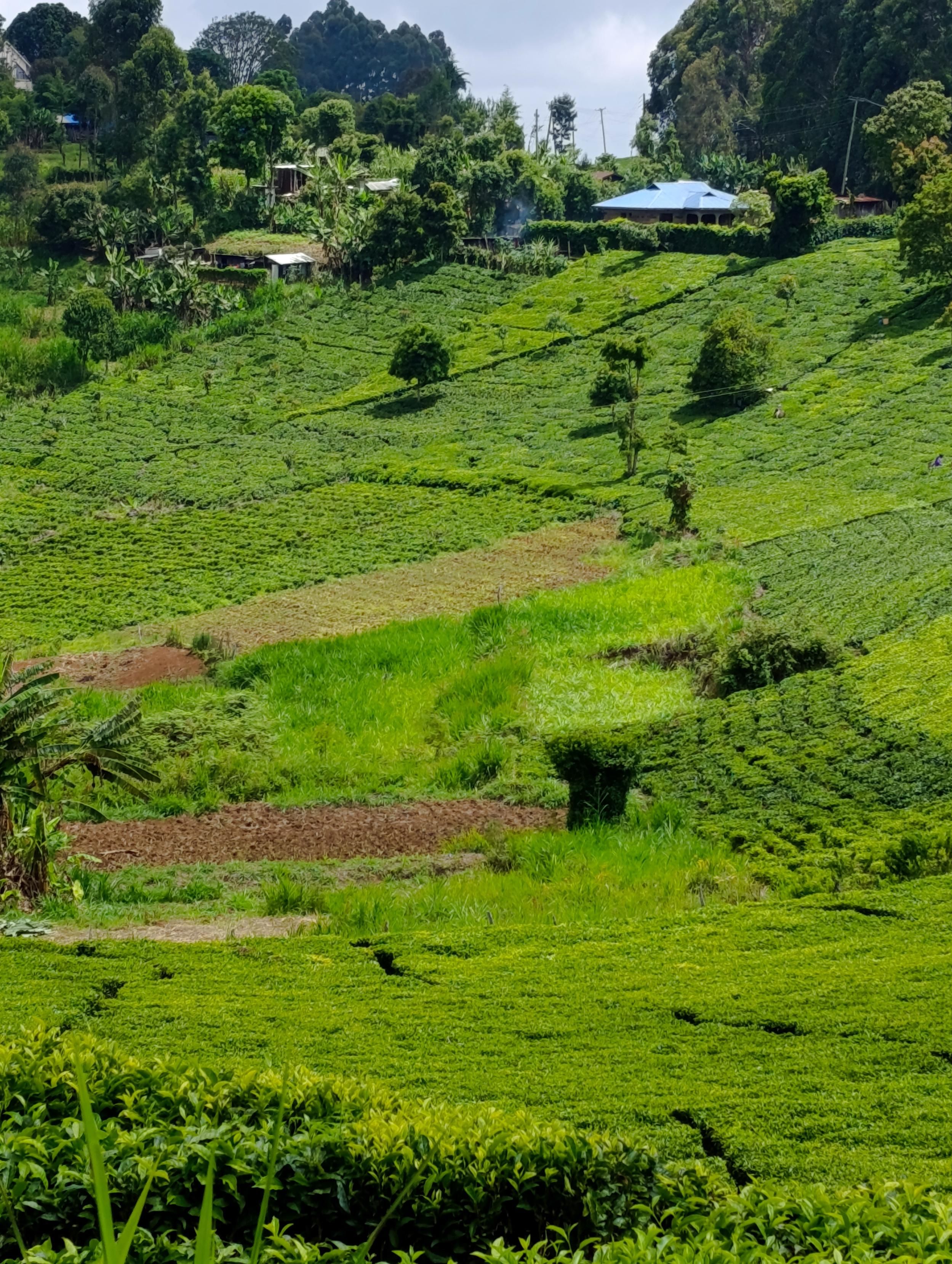 Tee plantations with exotic trees in South Imenti 