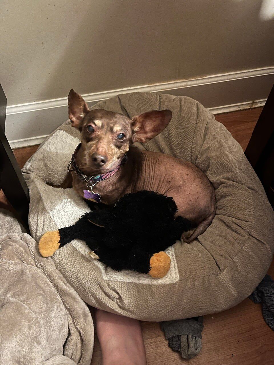 Small brown dog with vertical ears sits in a round tan dog bed with her toy black bear. 