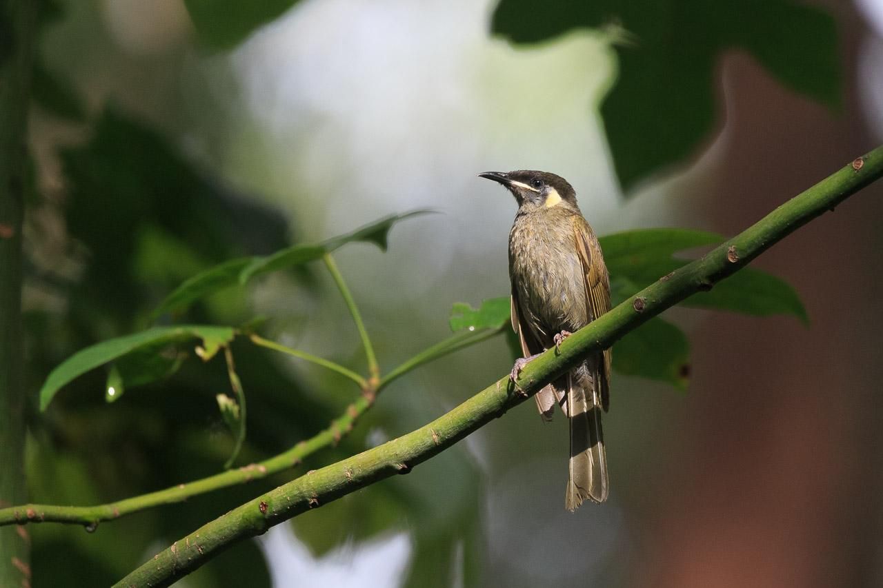 A mostly olive green bird with black cap, yellow crescent behind the eye and yellow gape, perched on a thin green branch in the sun. It is looking to camera left. 