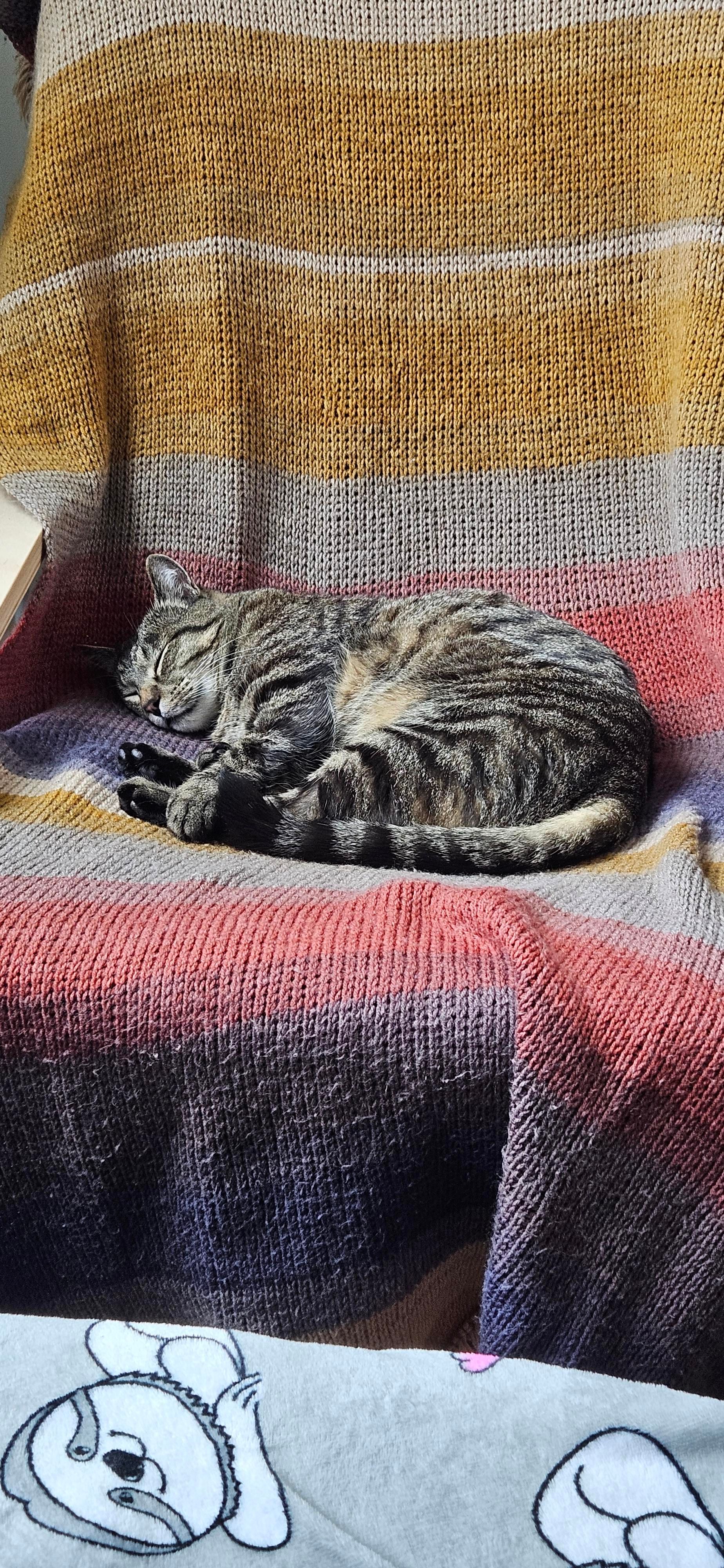 Momo laying curled up on a chair. The chair has a crochet blanket draped on it - the pattern is of wide alternating horizontal rectangles of blues, yellows, and reds. He is laying down with his paws holding his feet, eyes closed.