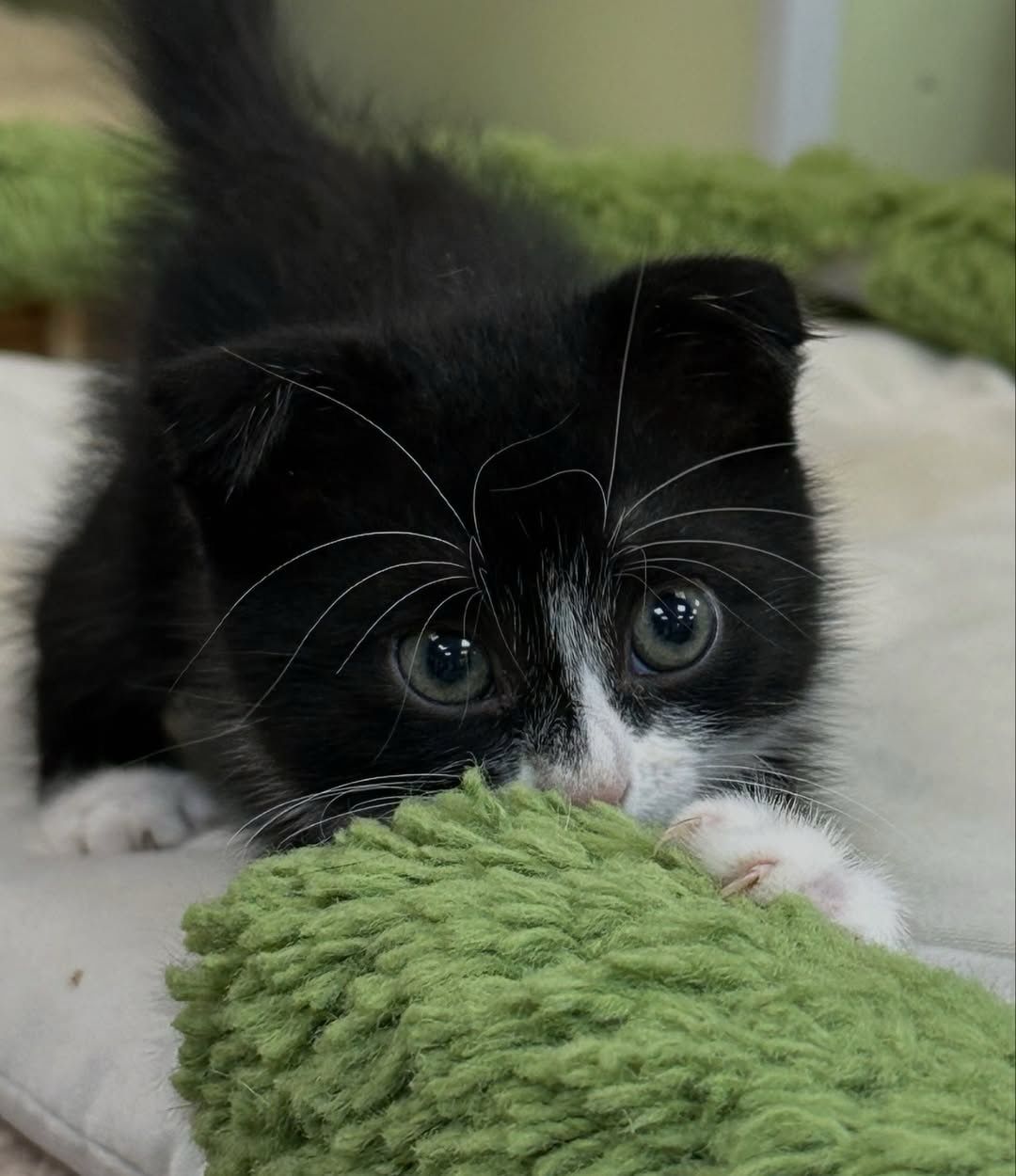 A tiny black-and-white kitten with wide, curious eyes, gently hugging a soft green toy.