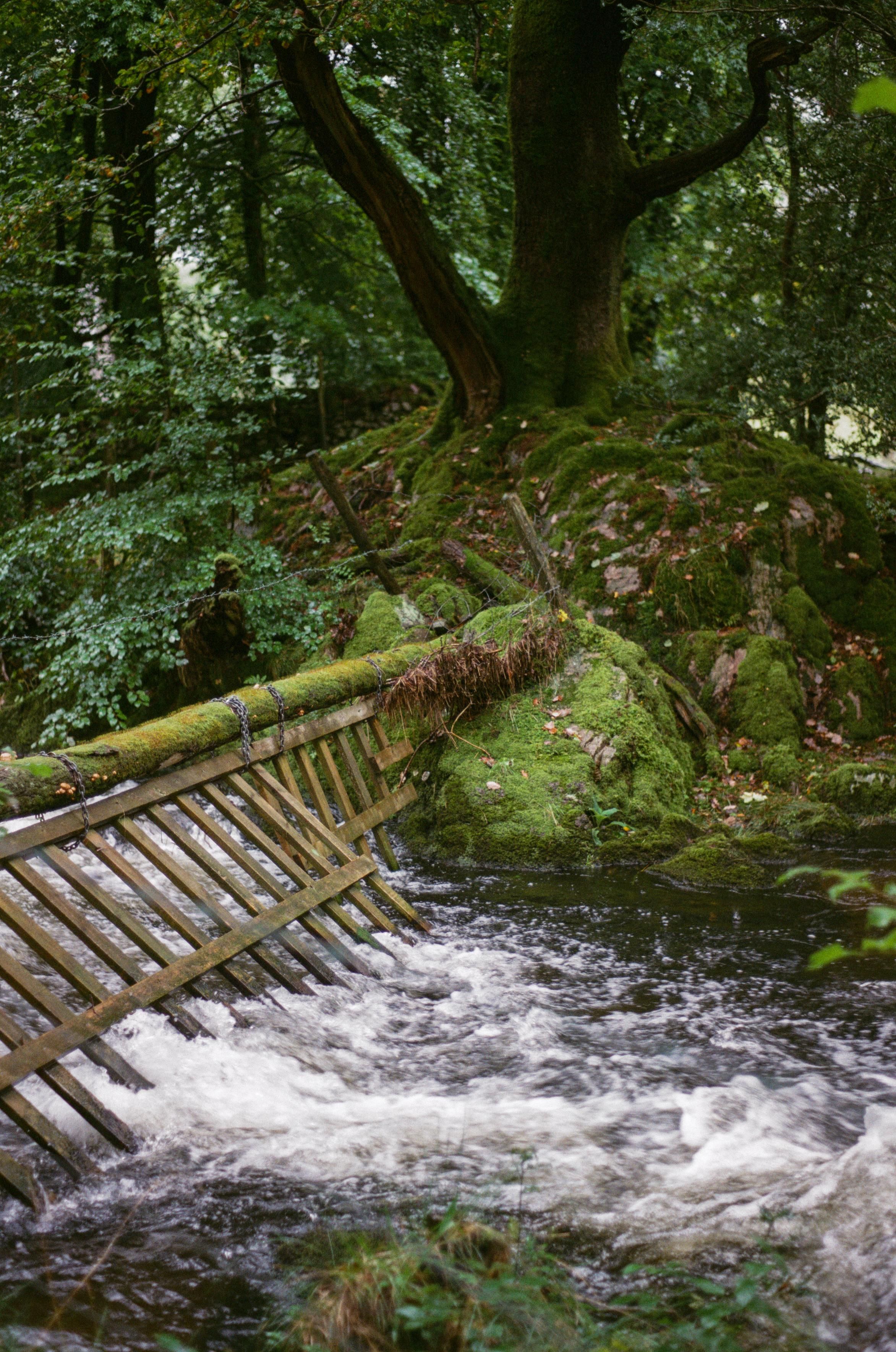 A strong stream of water flowing through a wooden grate attached to a mossy tree lying across the stream.