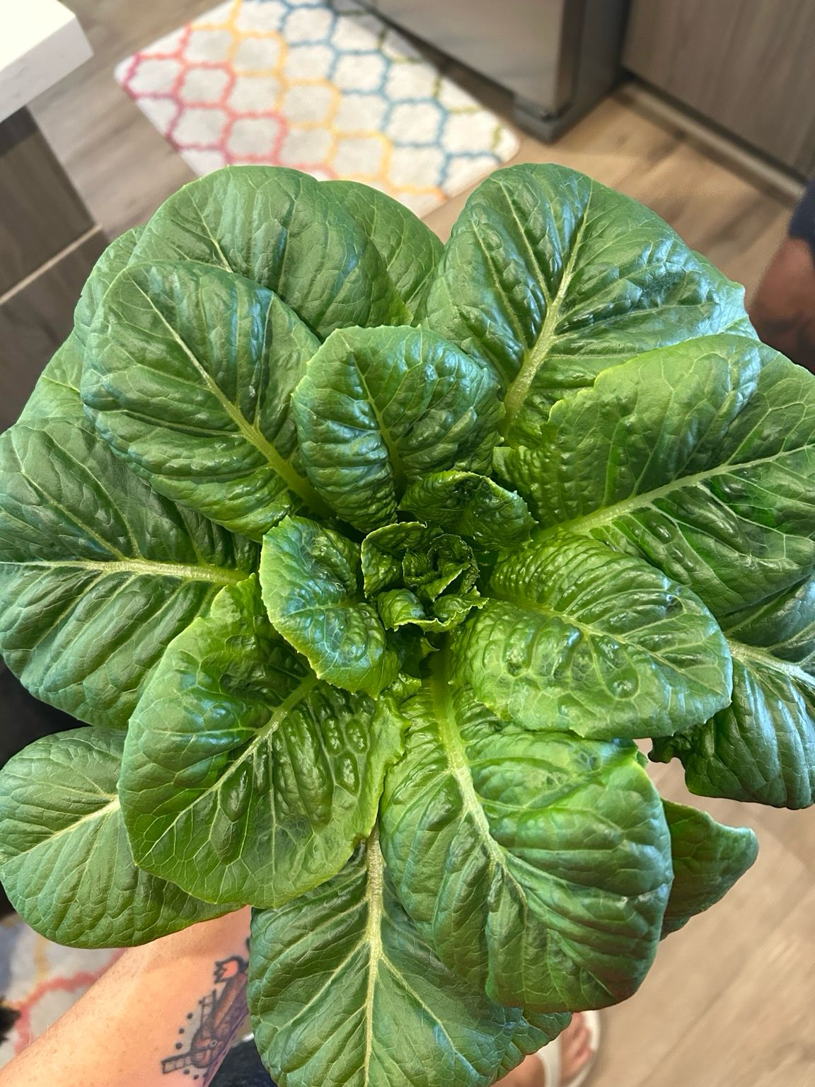 Large head of green lettuce filling almost the entire photo. Spiraling out in a beautiful bunch of green lushness.
