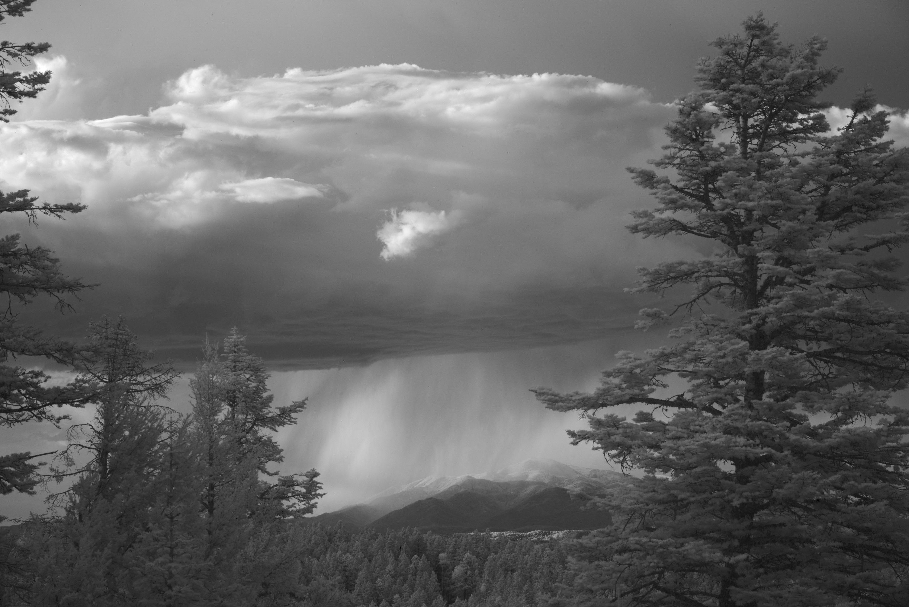 The summit of Sierra Blanca is hidden behind veils and sheets of falling rain of a monsoon thunderstorm.

The bottom of the storm cloud is textured and darkly dramatic. 

The conifers appear bright because this was taken in near infrared.

Evening sun is shining on the distant terrain...the flanks of the peak, and a small patch of rolling terrain in front of the peak's flanks. The rest of the terrain is in shadow.