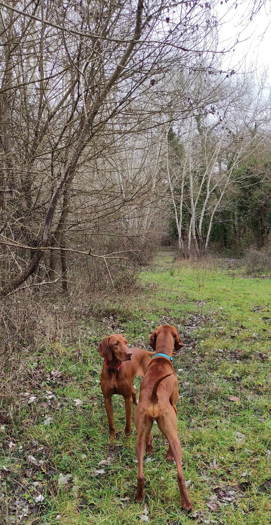 le due bionde: si guardano, si vede il fronte di Mia e il retro di Ecco, in una radura tra pioppi spogli.