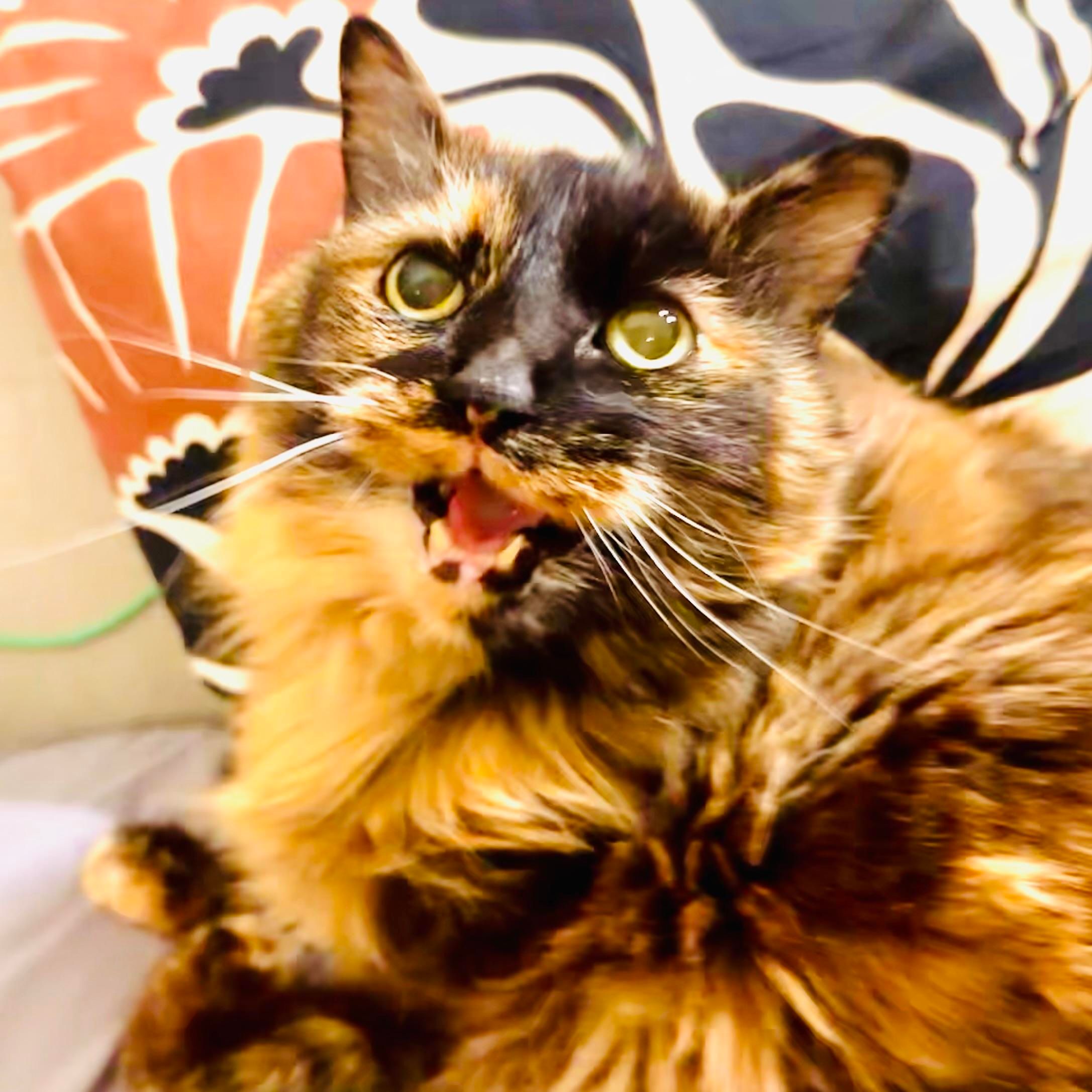 Mila the elderly tortie with her mouth open 