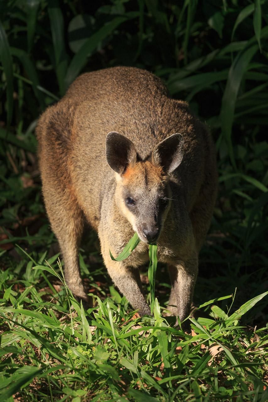 Stocky swamp wallaby in a patch of sun with grass sticking out of its mouth.