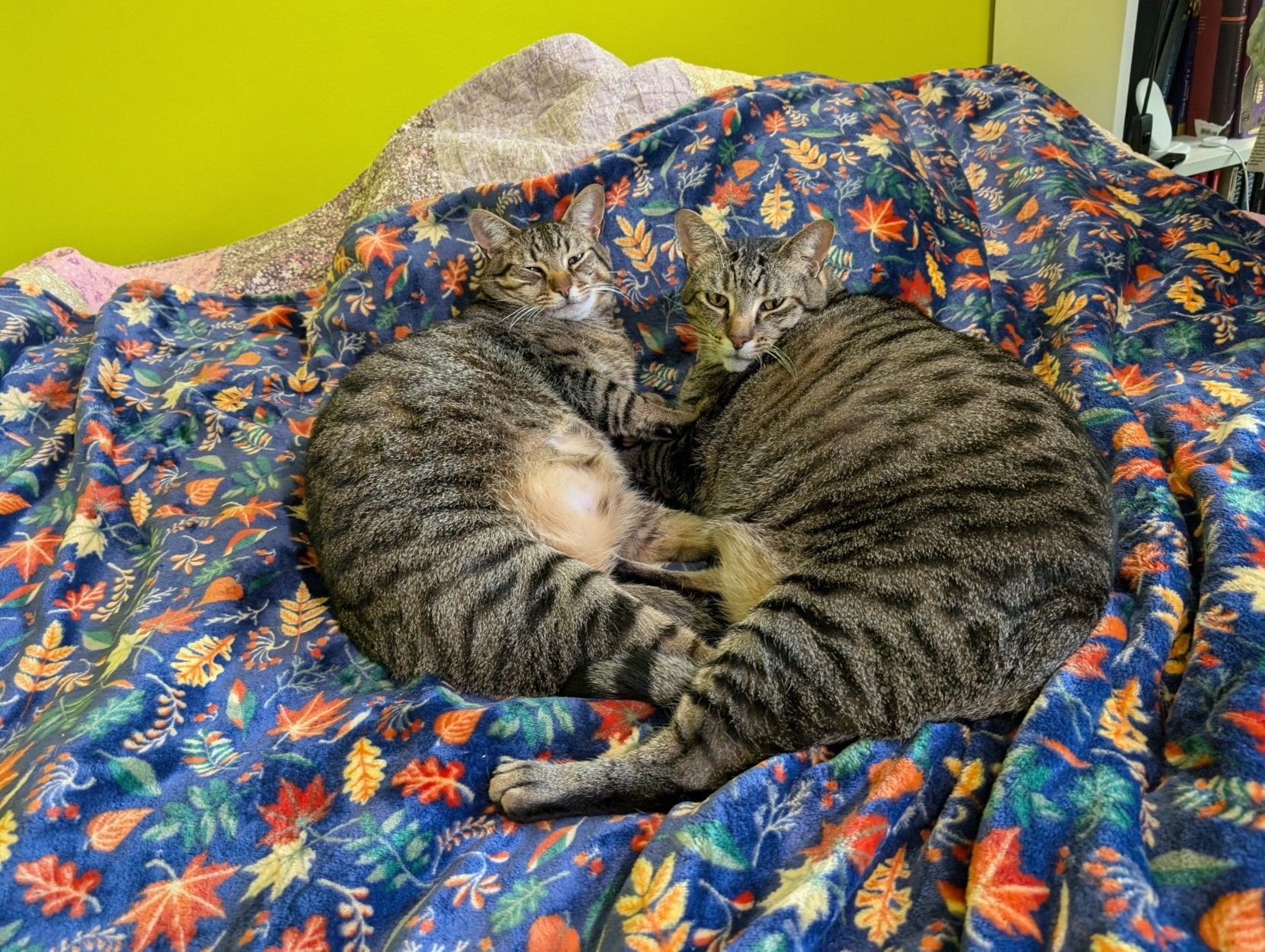 A photo of two tabby cats with identical coat patterns cuddled on a blanket (adorned with fall leaves) on a bed. They are cuddled belly-to-belly, and the cat on the right is a bit larger than the one on the left. Viewed looking up at them.