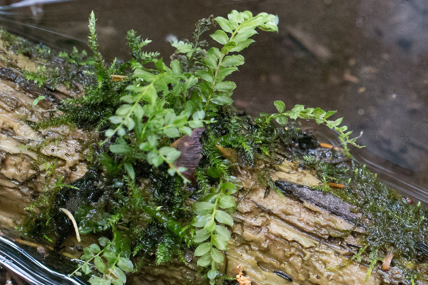 Isokokoisen lehväsammalen versoja kuorettomalla lahopuulla vedessä.