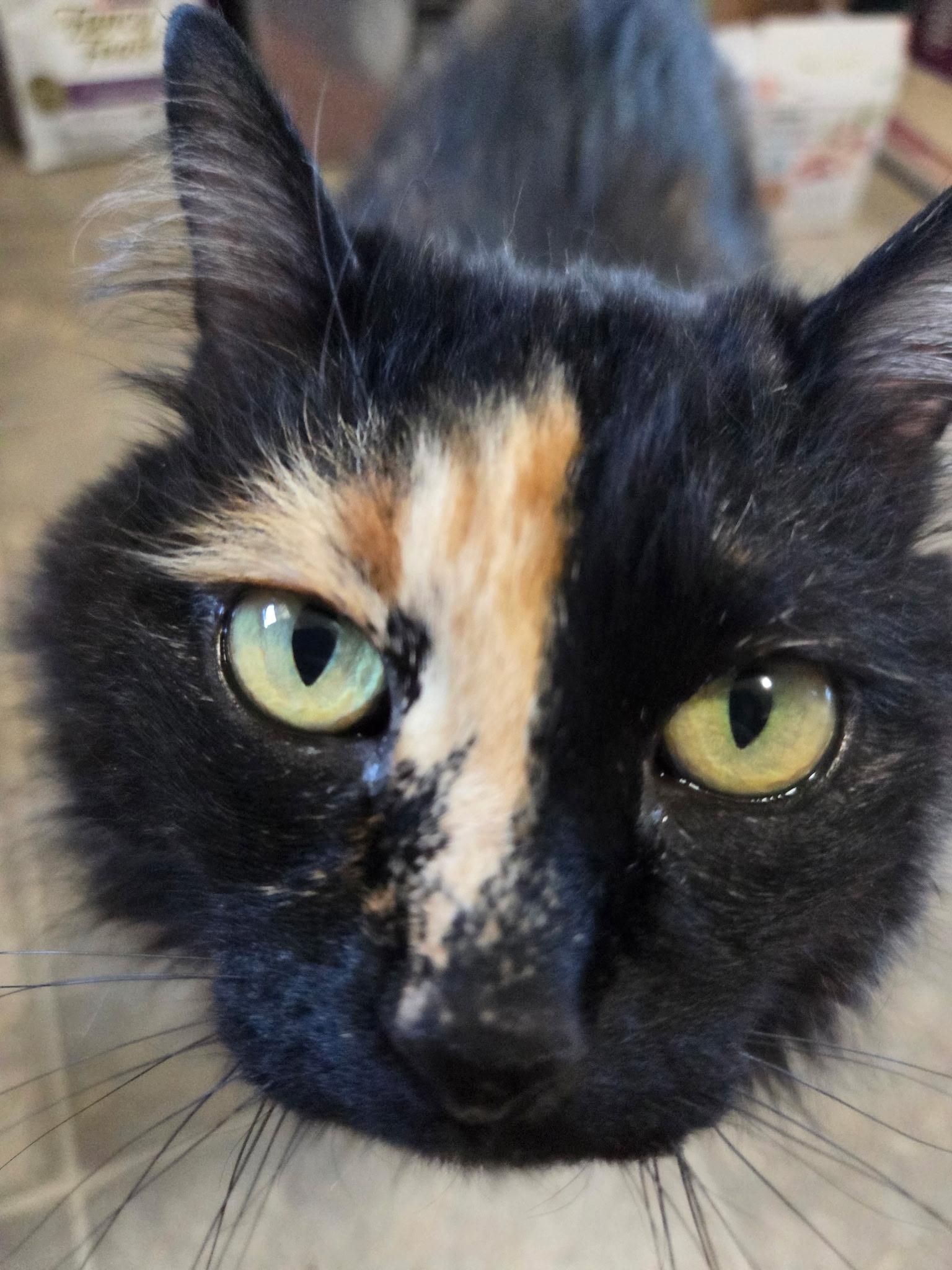 Willow wonders why we come home smelling of fish!