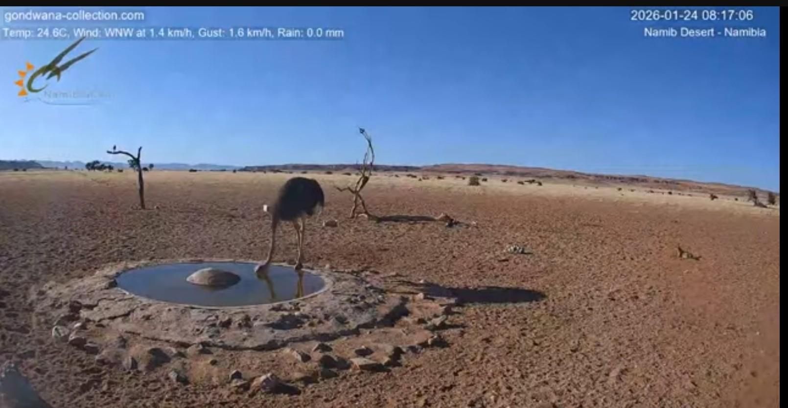 Uno struzzo si abbevera