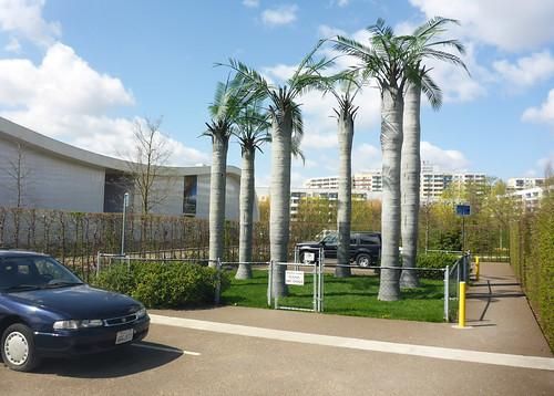 A car park, with cars in it. Between the cars is a square patch of grass with a chain-link fence around it, containing six large palm trees