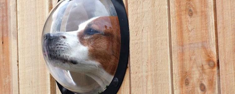 Cane che guarda attraverso una cupoletta di osservazione montata su una staccionata in legno.