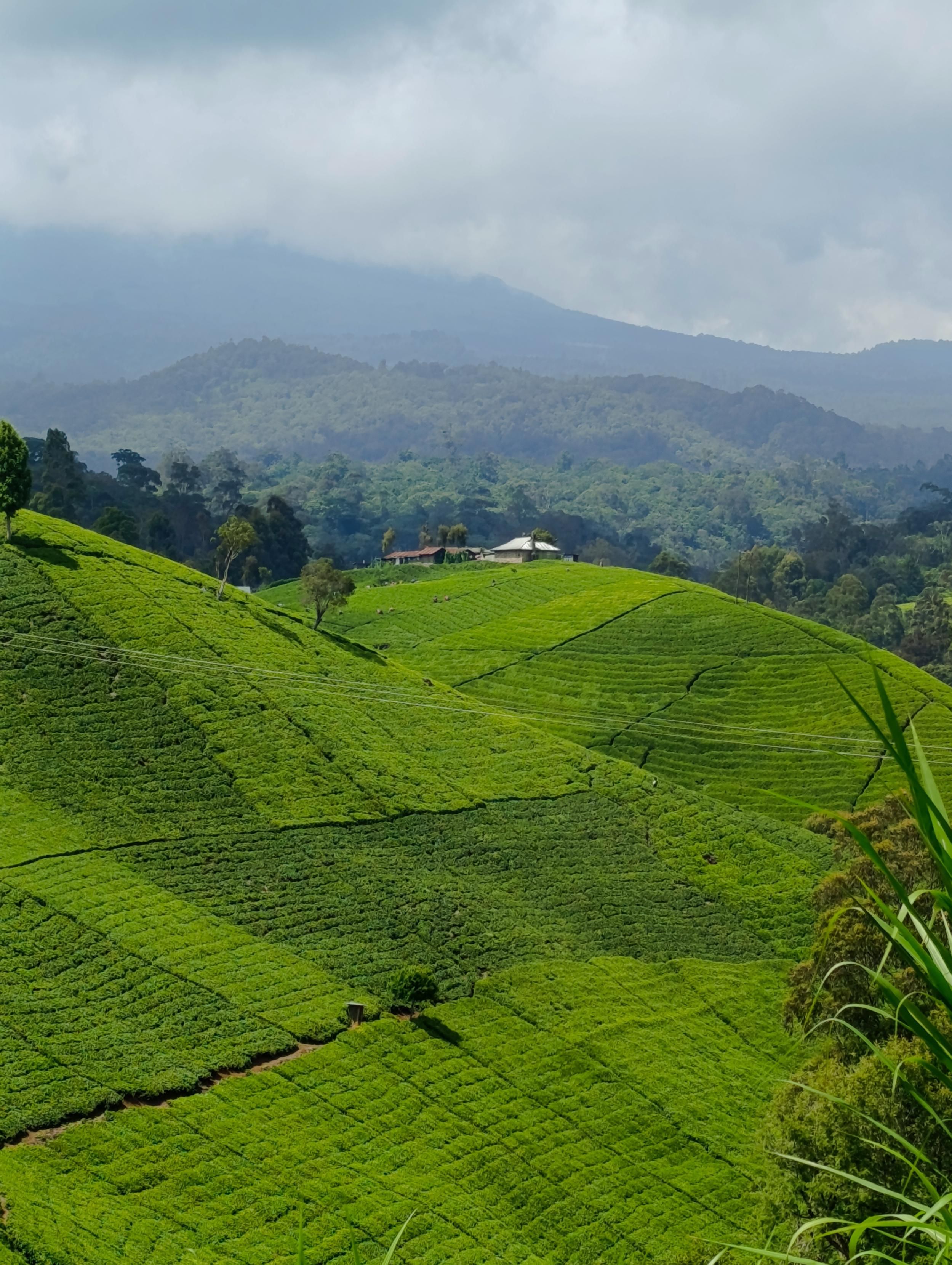 Tee plantations with exotic trees in South Imenti 