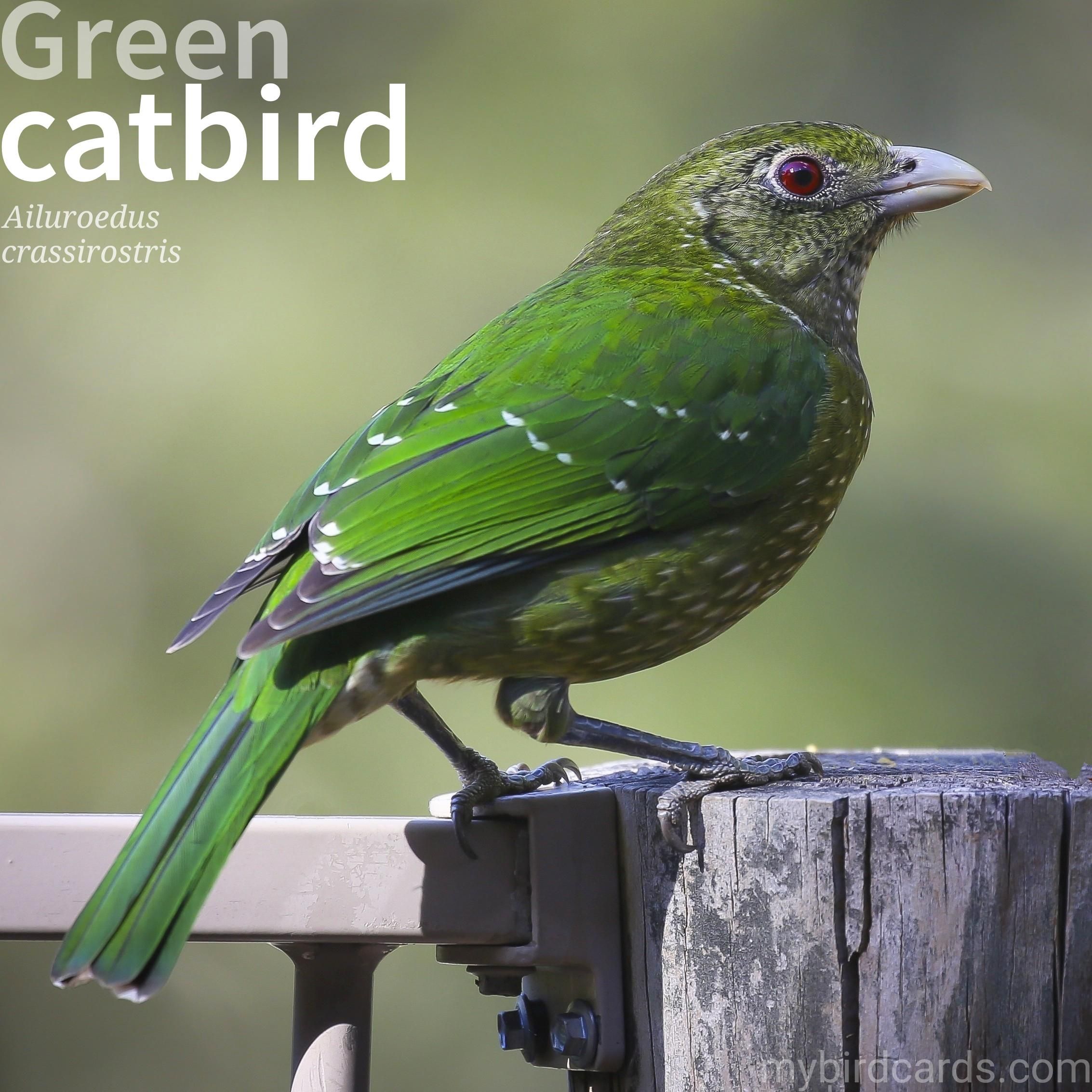 🌏 Green catbird (Ailuroedus crassirostris)

The Green catbird is a species of bowerbird known for its vibrant green plumage and distinct call. The bird has a stout body with a thick bill. It is known for its cat-like meowing sound, which gives it its name. The green catbird primarily feeds on fruits, insects, and small vertebrates. It is a shy and elusive bird, often found high in the forest canopy. 

Distribution: Eastern Australia, particularly in Queensland and New South Wales.

Conservation status: Least Concern (IUCN 3.1). Vulnerable in NSW.

📷: Photo by Pexels via Pixabay