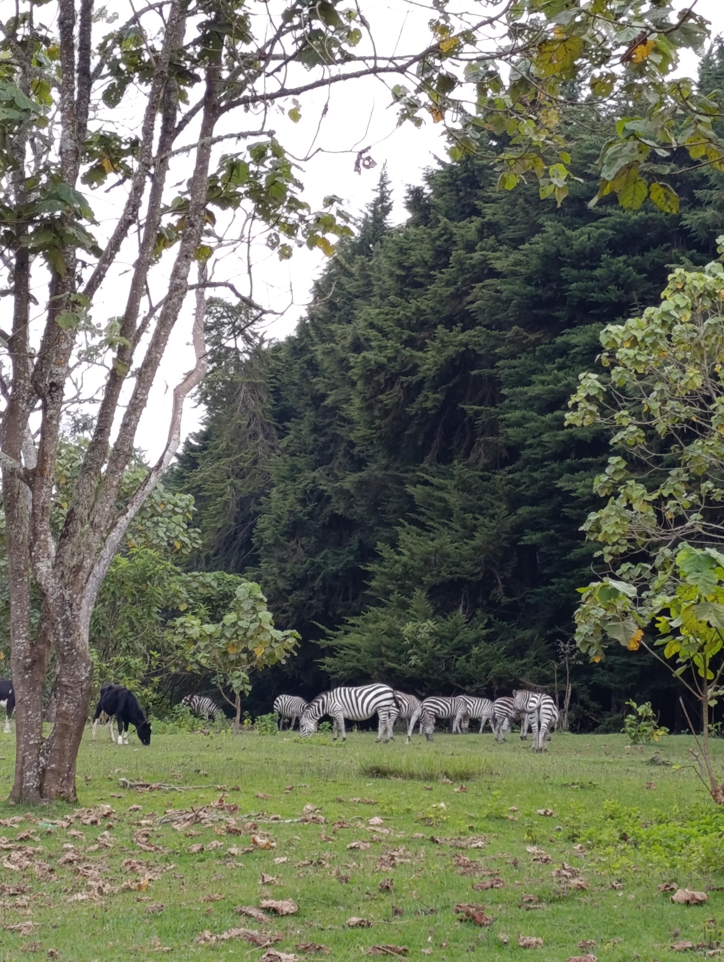Zebras grazing with cows in Mount Kenya forest 