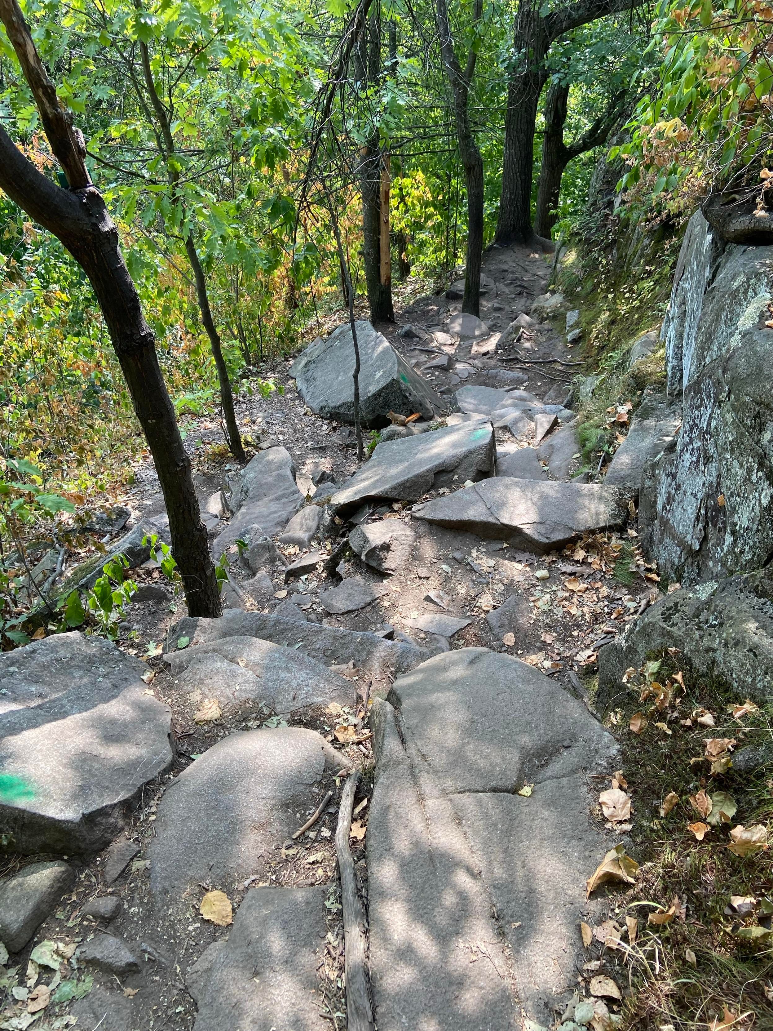 Looking downhill at a series of stone steps in the middle of a forest trail. 