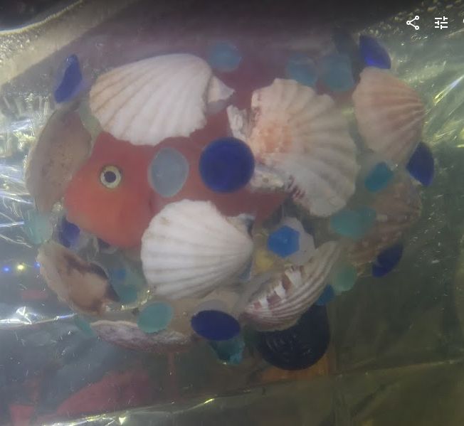 close up of the floating habitat with fish inhabitant