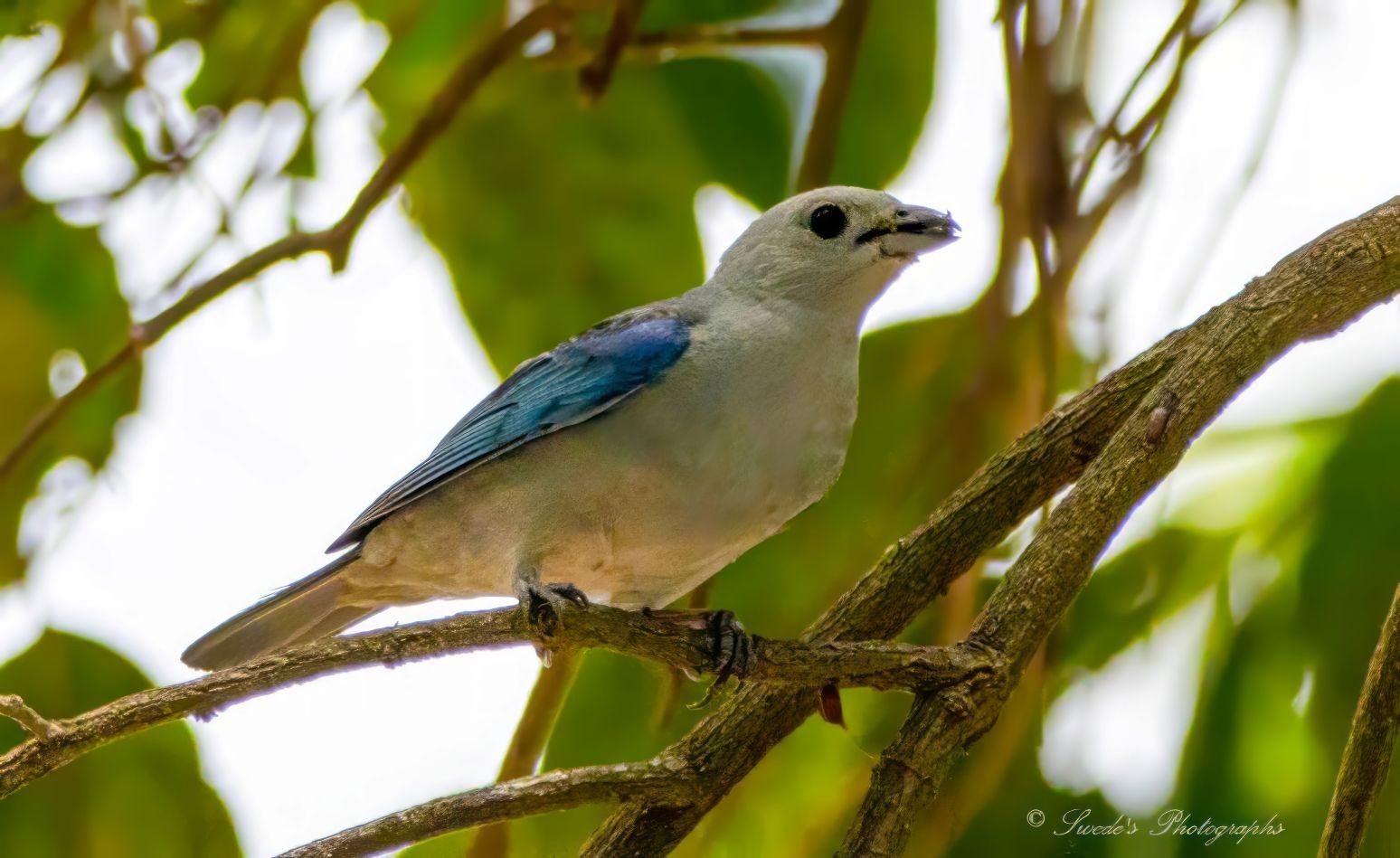 "A blue-gray tanager perches gracefully on a slender branch, its delicate frame bathed in soft natural light. Its plumage is a gentle wash of powdery blue across the chest and head, deepening into richer sapphire tones along the wings and tail. The feathers shimmer subtly, like brushed silk catching morning sun. Its small, pointed beak holds a morsel—perhaps a berry or insect—mid-snack, adding a touch of narrative to the stillness. Surrounding the bird is a lush backdrop of green leaves and tangled branches, a quiet jungle tapestry that frames the tanager like a living portrait. The scene feels intimate and serene, as if the viewer has stumbled upon a private moment in the canopy." - Copilot