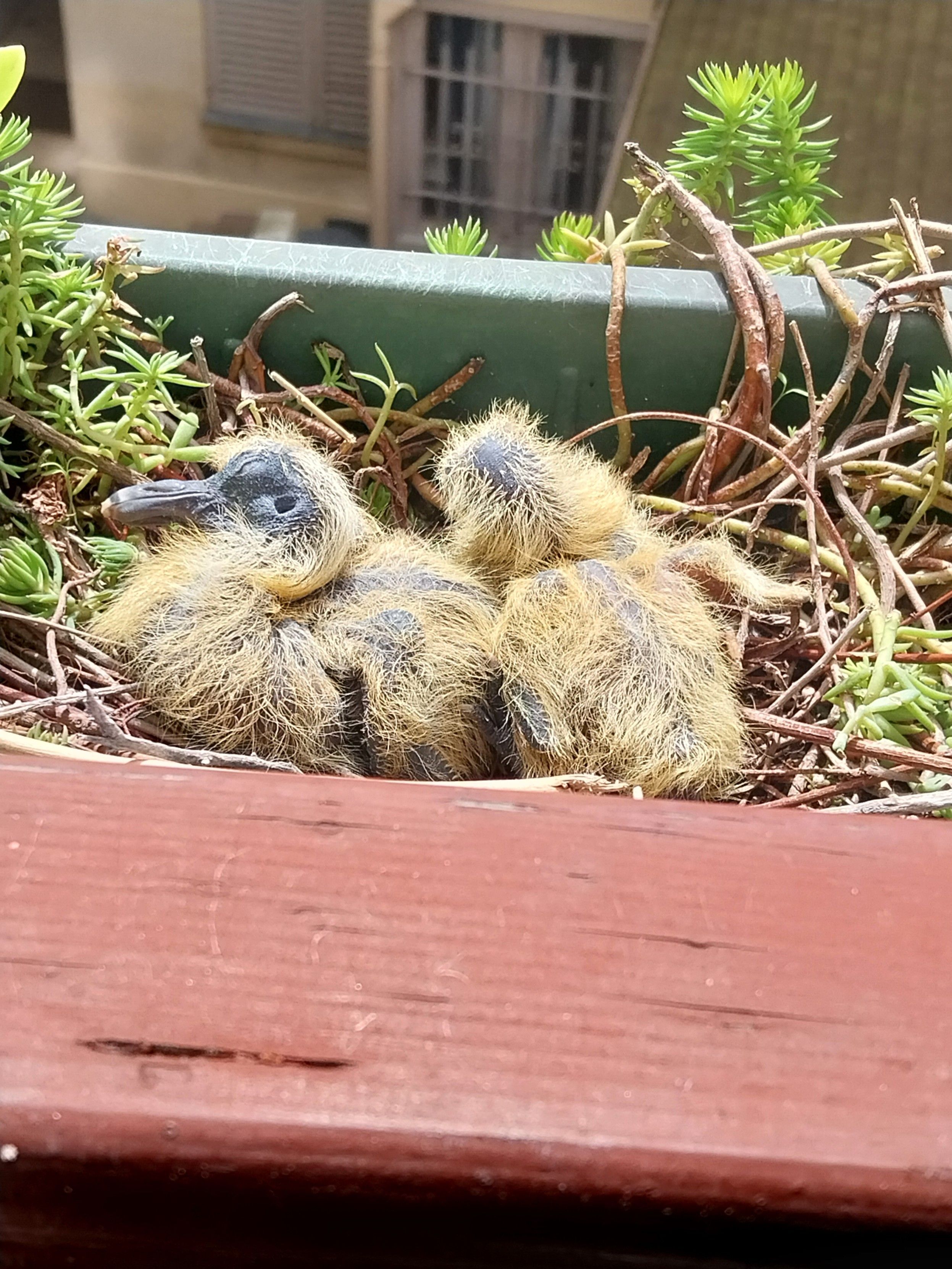 Deux bébés pigeons moches à souhait dans une jardinière de balcon.
Duvet jaune sale, peau et bec gris-noir
Avec la face nue, celui de profil a un faux air de dodo.