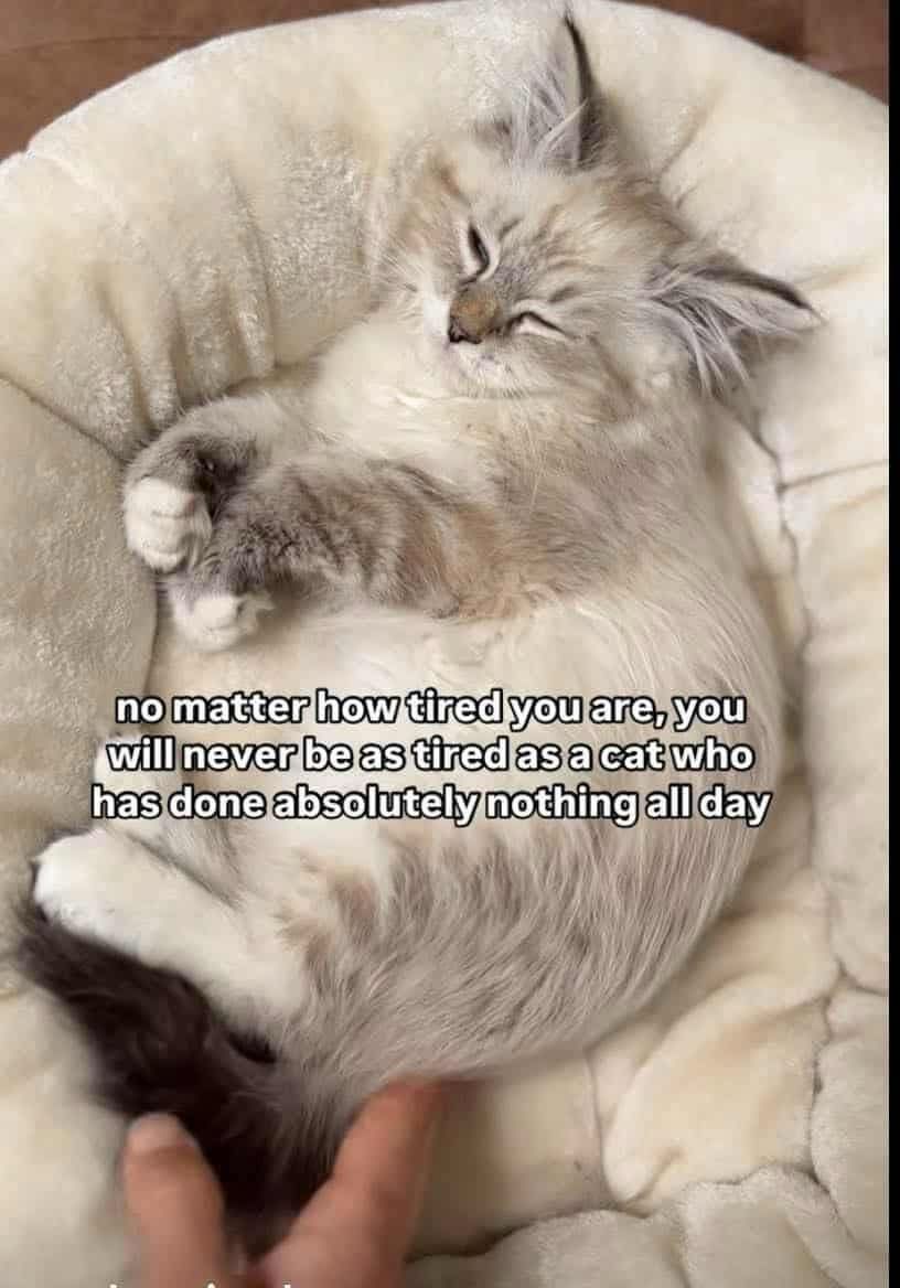 no matter how tired you are, you will never be as tired as a cat who has done absolutely nothing all day