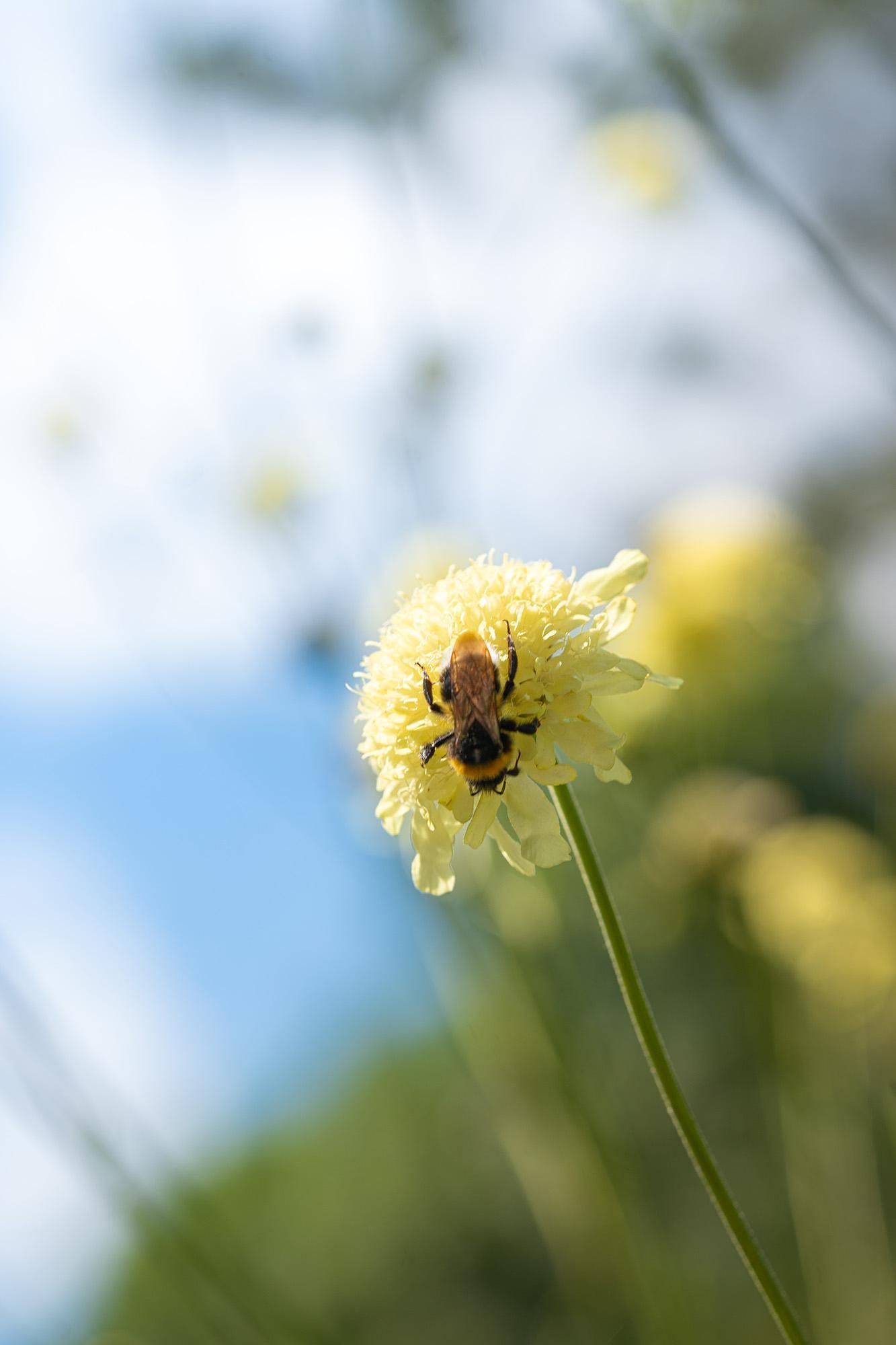 Close-up photo of a cephalaria flower with a bee sitting on it
