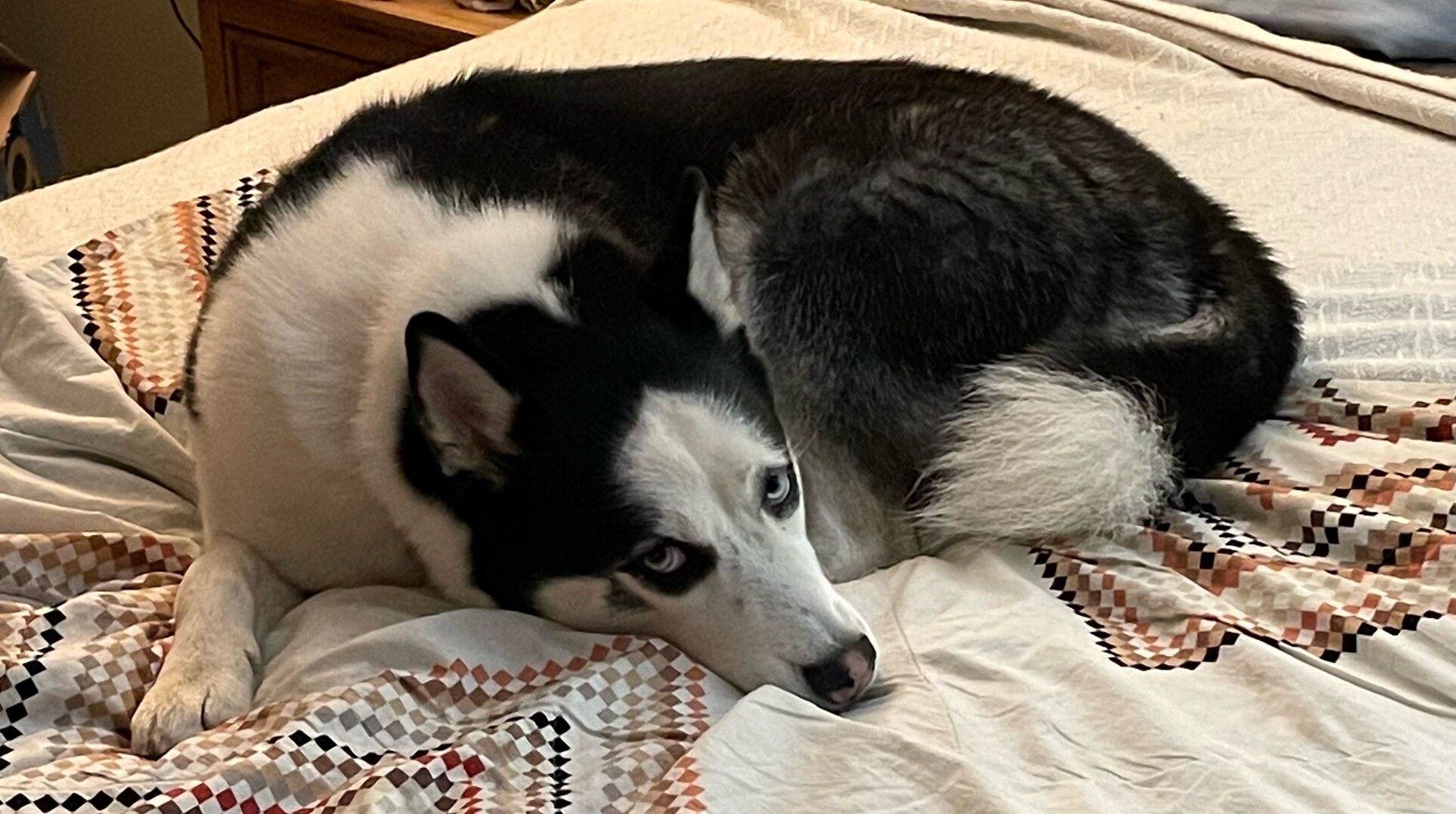 My pet husky, Kira. 