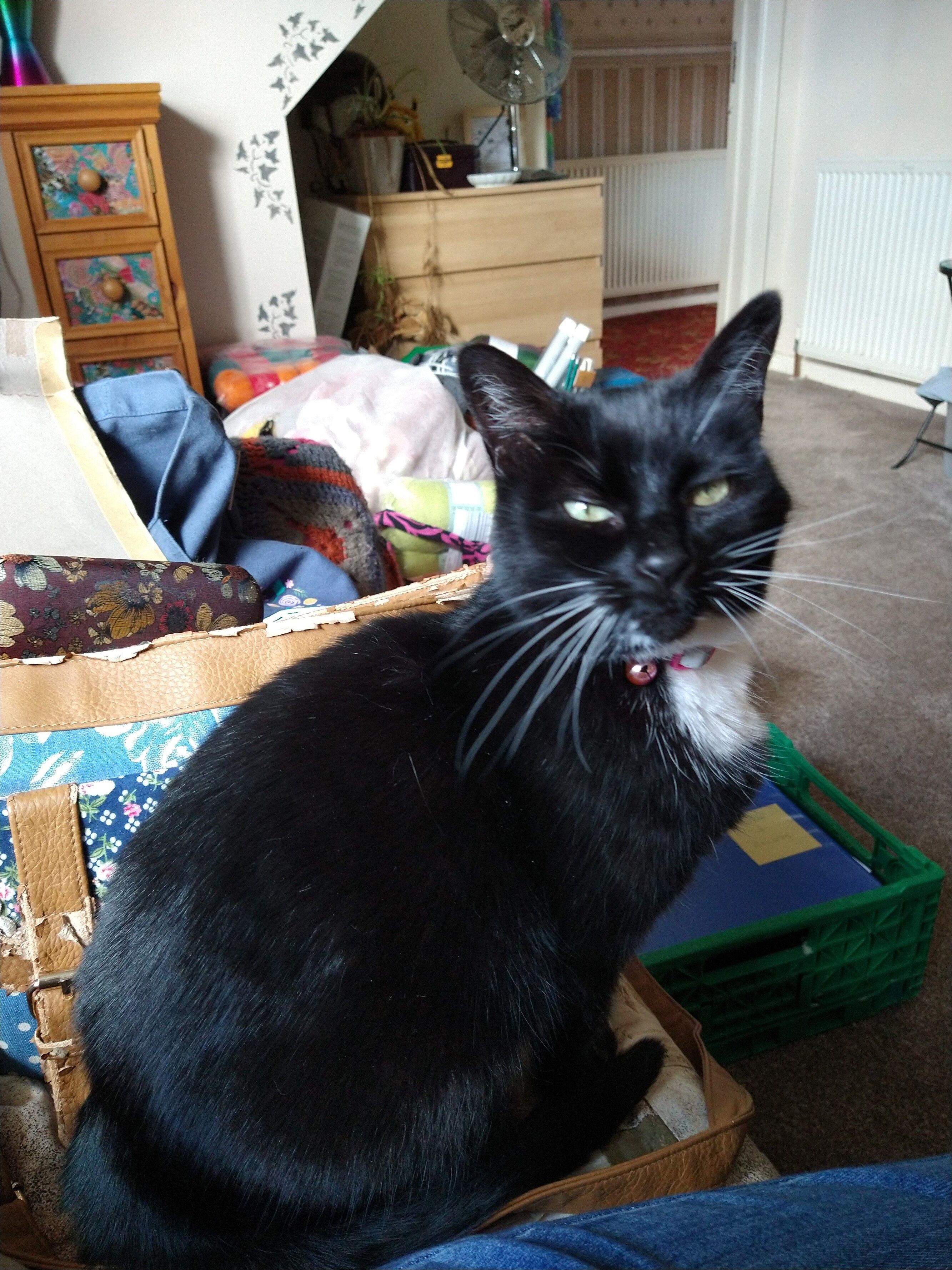 Black and white cat, sending cat kisses 