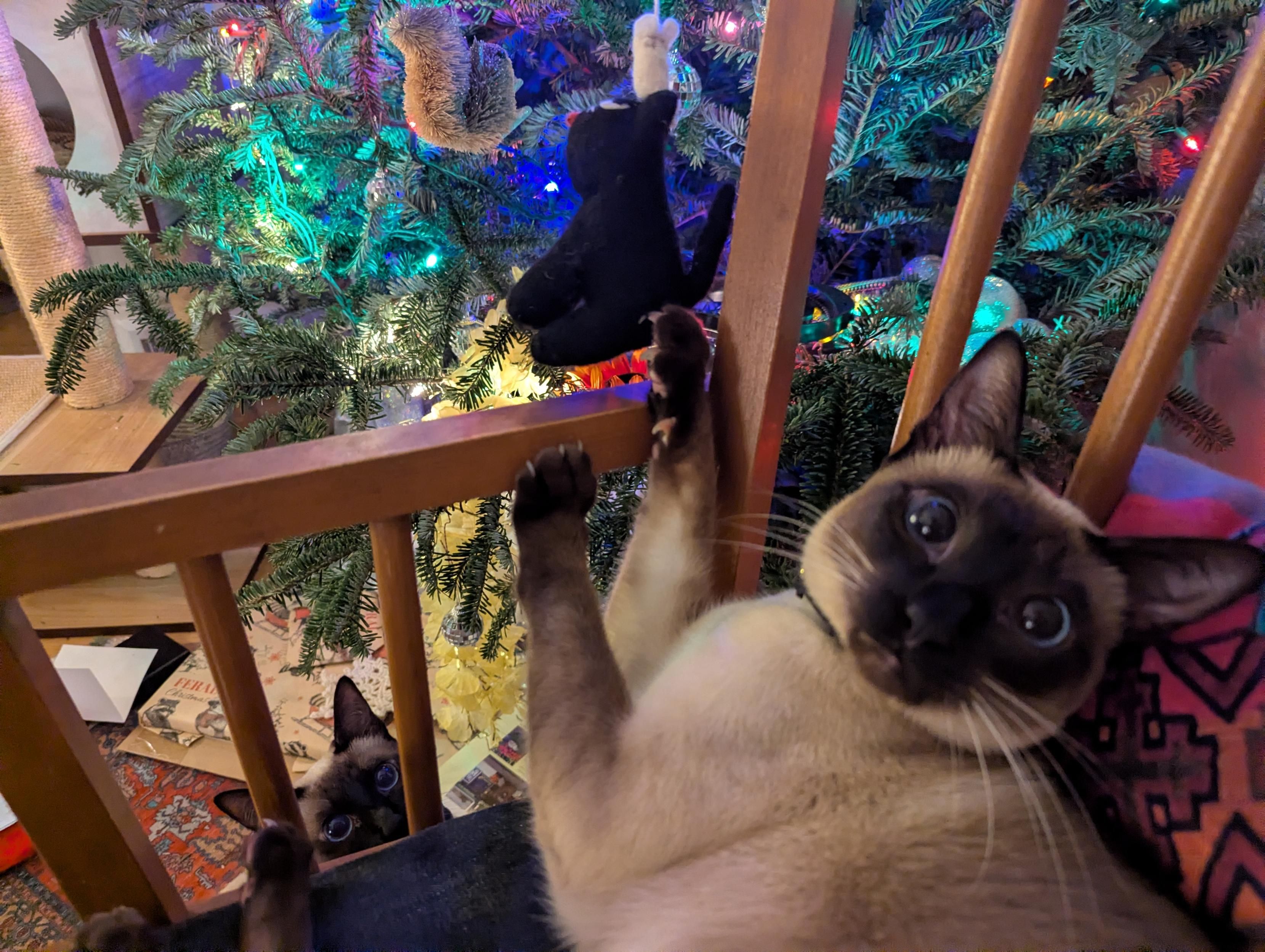 Siamese cat with wide eyed non innocence , claw hooked into a cat shaped xmas ornament 