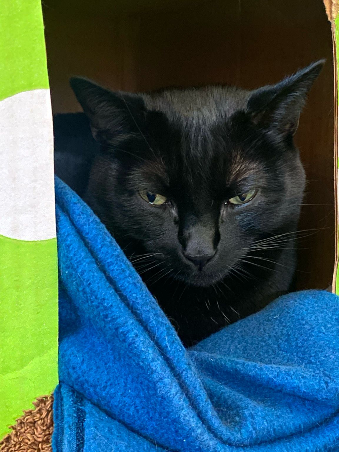 Photo of a half-asleep black cat’s face staring into the distance beyond the camera. Face is framed by a white & green cardboard box, cat is atop a turquoise fleece blanket 