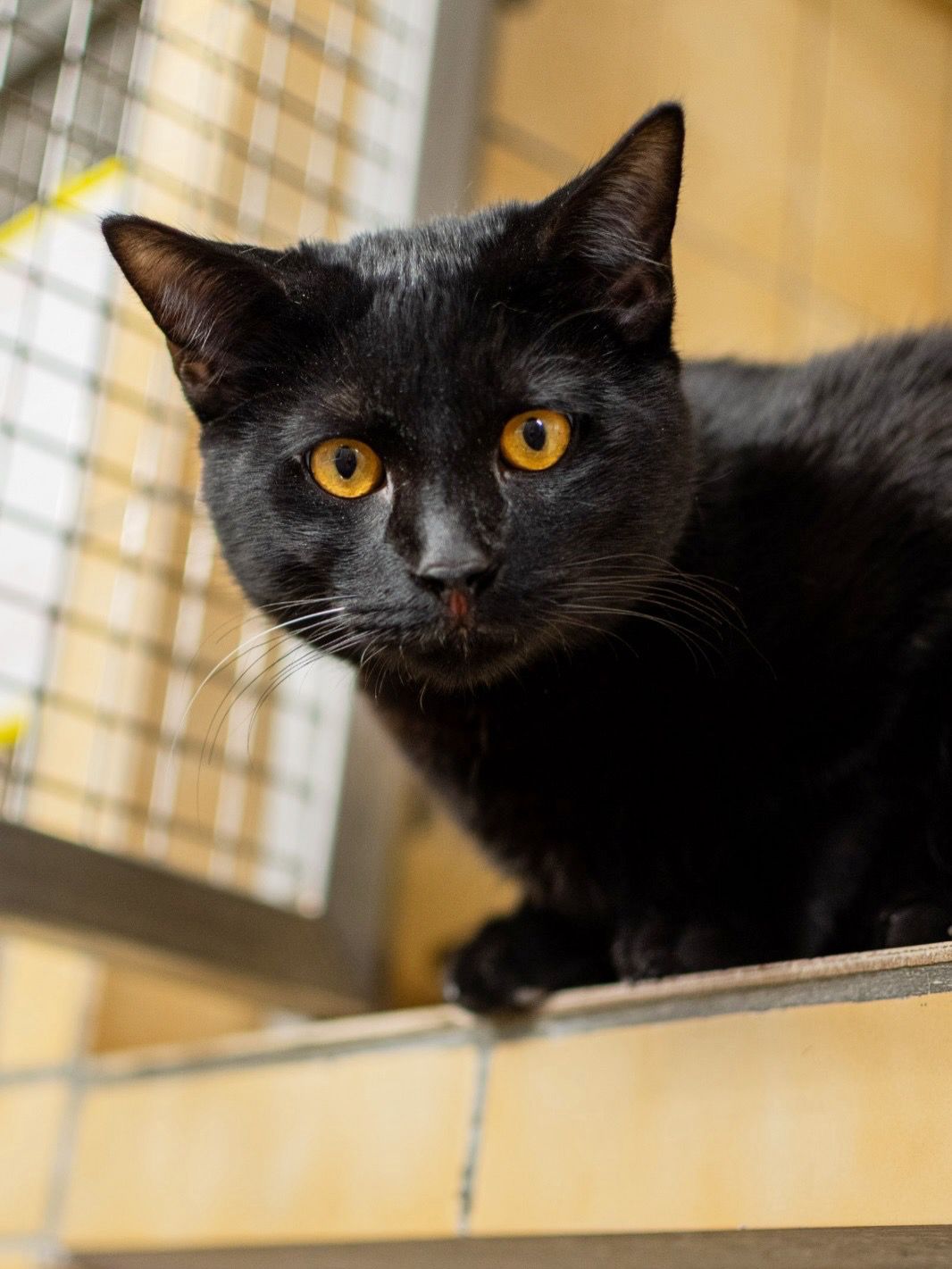 Sleek black cat with bright golden eyes, looking curious from a ledge.