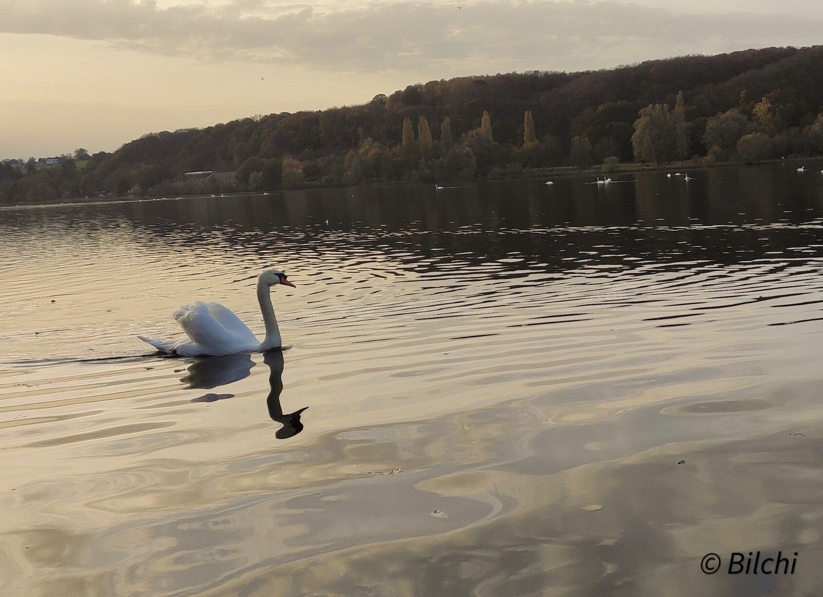 Schwan auf einem dunklen See mit Wald im Hintergrund 