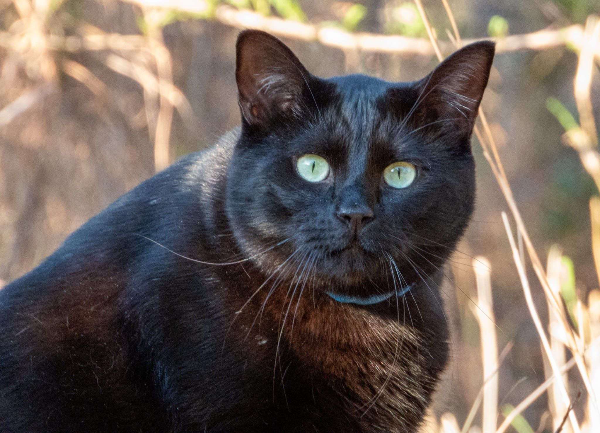 Photo of a chunky black cat staring at the camera.