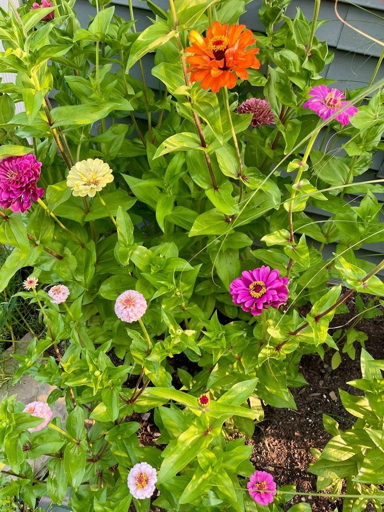 Bright orange, yellow, purple, and pink wildflowers.