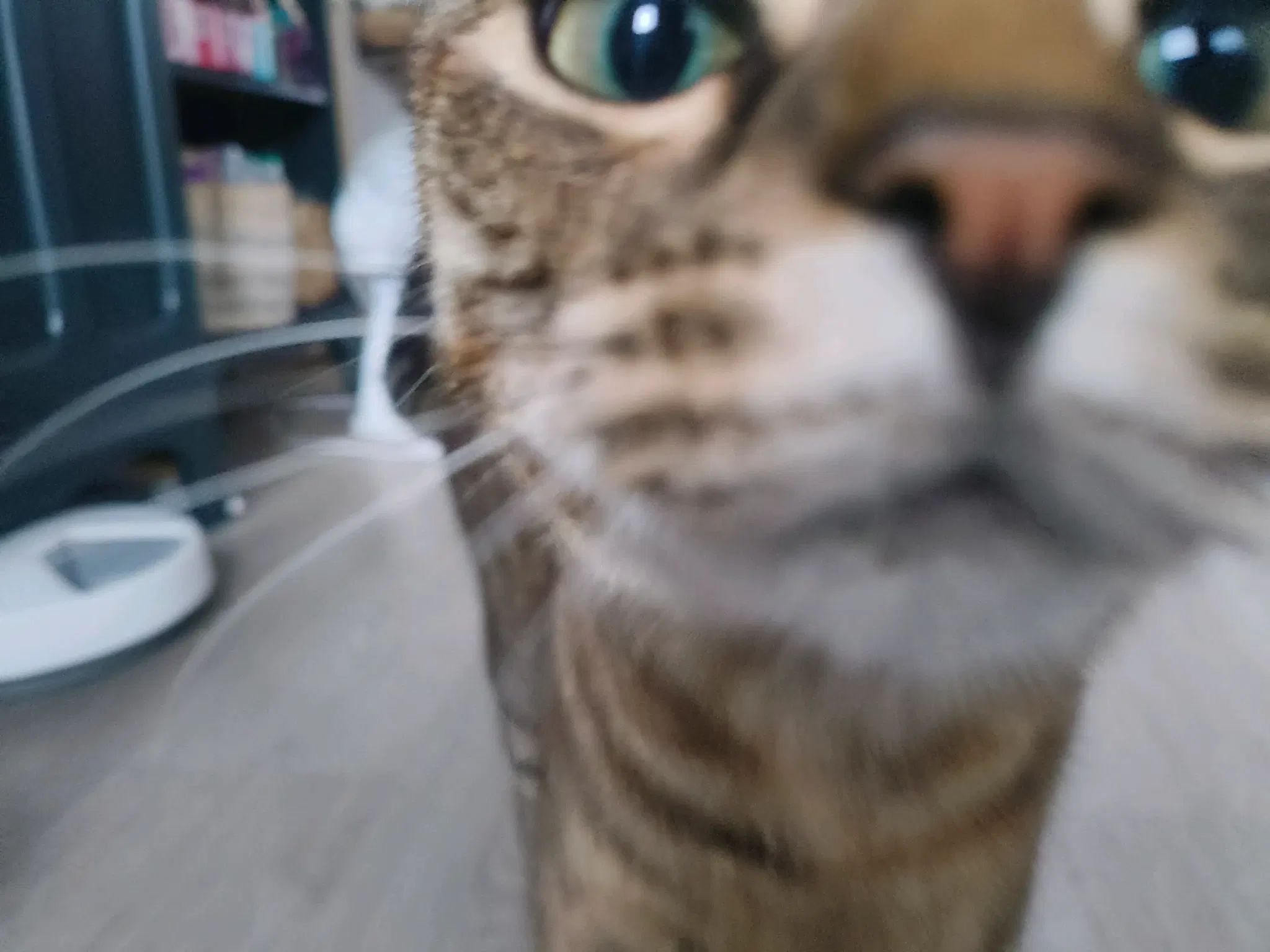 tofu approaching the camera 