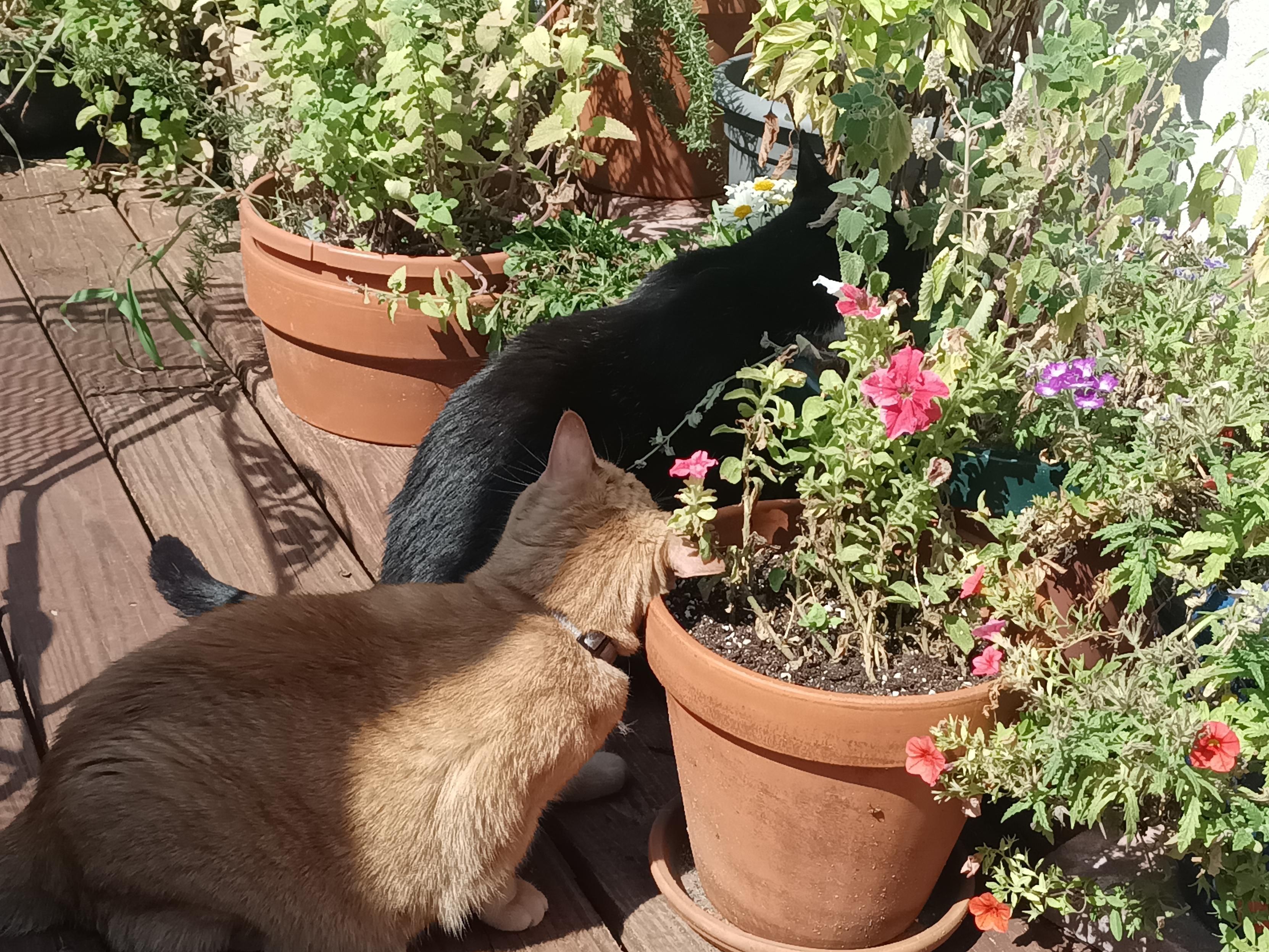 Blaise, a tuxedo cat, munches on a catnip plant while Damala, an apricot tabby cat, looks on impatiently.