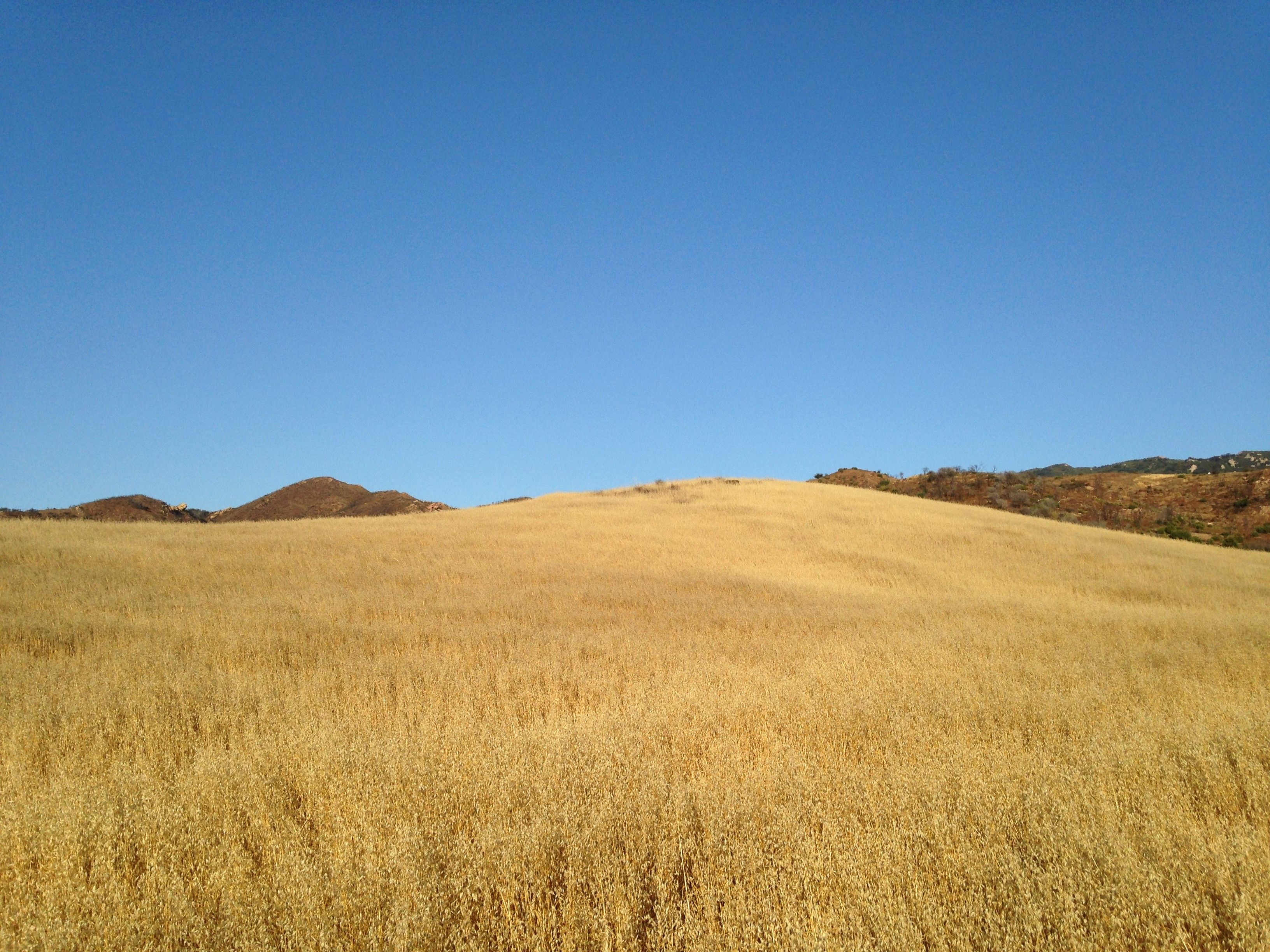 A golden meadow of grass rising up to a low slightly domed peak. Low brown hills in the distance. Half of the photo is a dull blue sky.