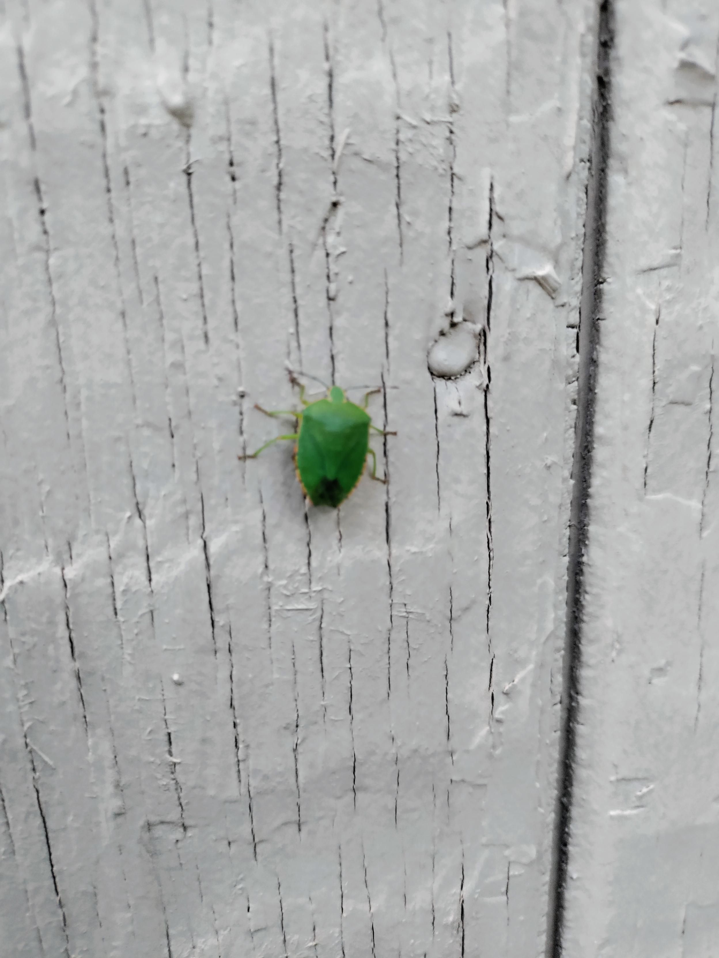 A bright green insect, shaped a bit like a shield, on wood panelling painted a sandy beige color.