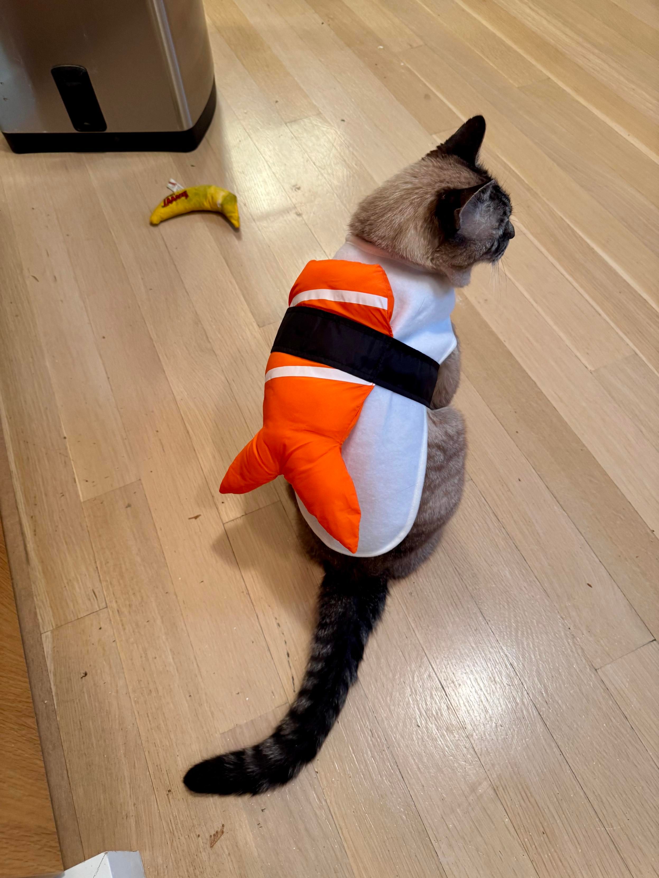 an extremely tolerant lynx point Siamese cat wearing a shrimp nigiri costume