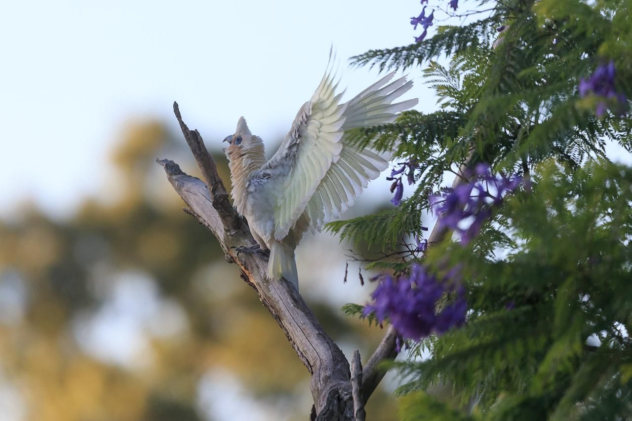 A Little Corella ( a small cockatoo ) on a dead branch of a Jacaranda tree, wings spread out and up, beak open mid-call. Behind it there are living jacaranda branches with green leaves and purple flowers. 