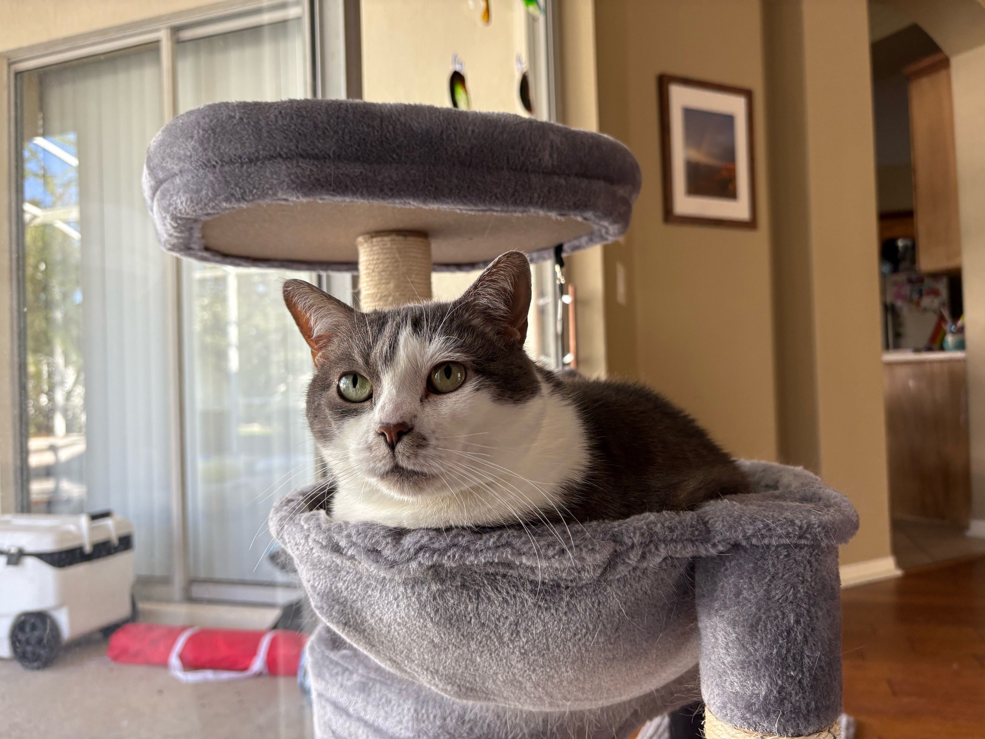 Grey and white cat lying in a bowl-shaped hammock on a grey carpeted cat tree. Her eyes gaze into the distance.