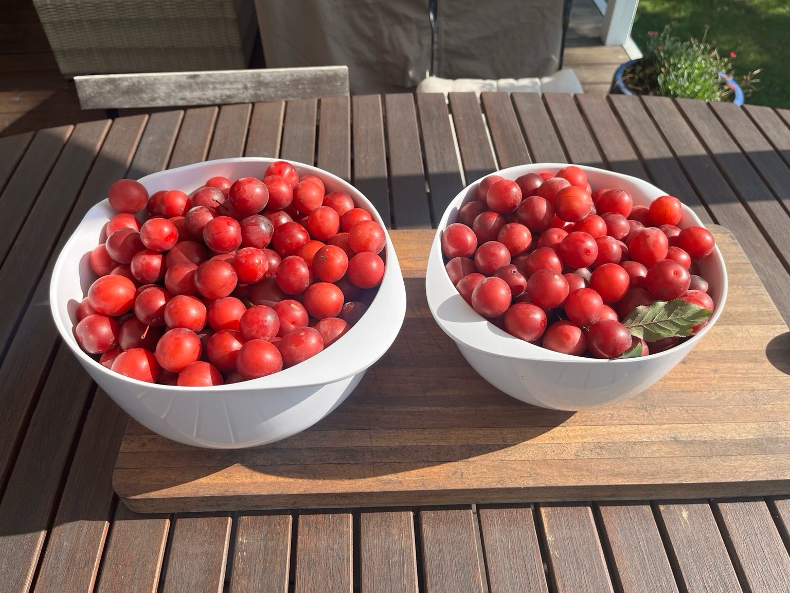 To hvide margretheskåle fyldt med røde mirabeller på et havebord