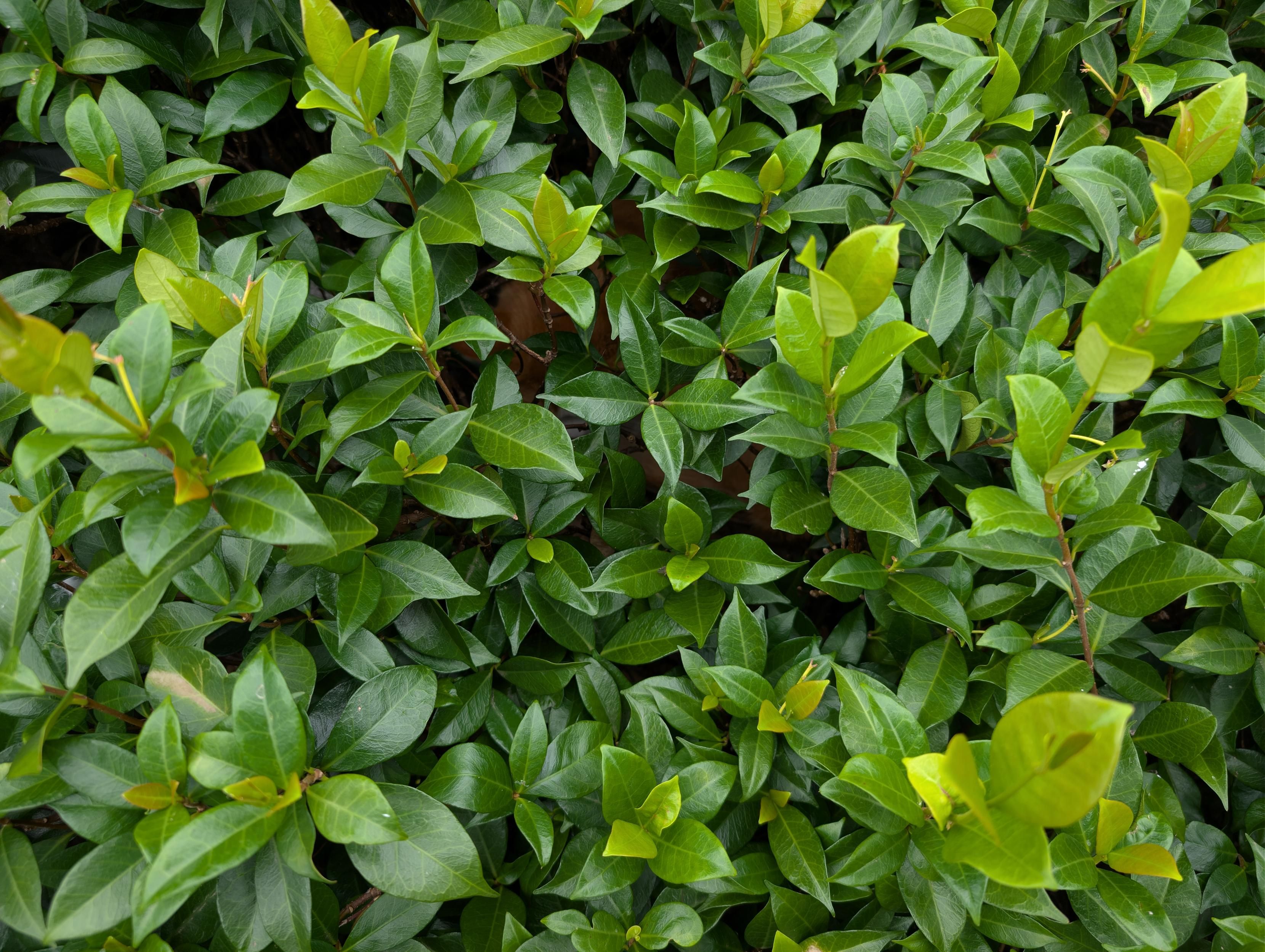 A picture of a small hedge and there is a cat in there