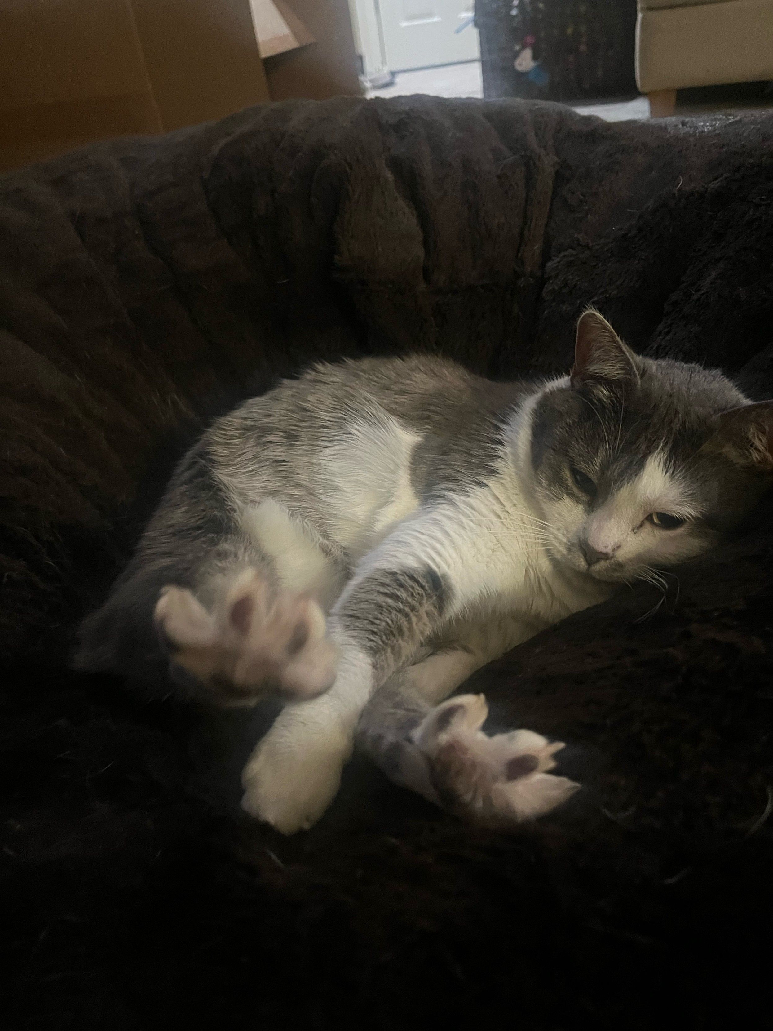 Grey and white cat curled up on a brown cushion flexing her rear paws, toes splayed, at the camera. Her beans are grey.