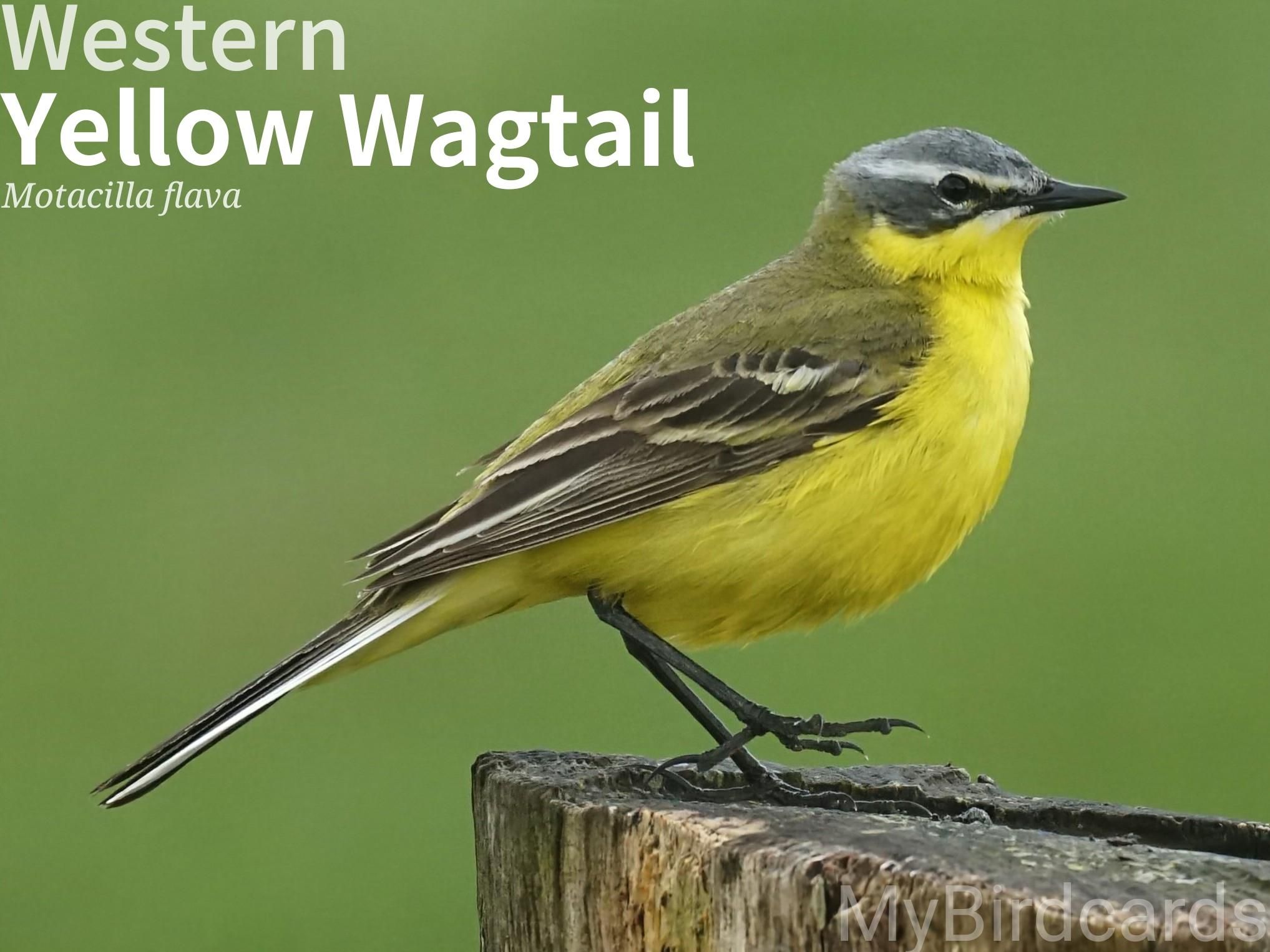 🌍 Western Yellow Wagtail (Motacilla flava)

The Western Yellow Wagtail is a small, slender bird with a bright yellow underside and an olive-green back. Males are more vibrant than females. Its most notable feature is its constantly wagging tail, which gives it its name. They are found across Europe and Asia and migrate to Africa for the winter. It feeds on insects and lives in open, wet habitats. 2.5 Flash (Edited)

Ten subspecies are recognised.

Conservation status: Least Concern (IUCN 3.1)

Photo by karsten_madsen via Pixabay 
https://pixabay.com/photos/bird-wagtail-migratory-birds-beak-6352067/

KSEX