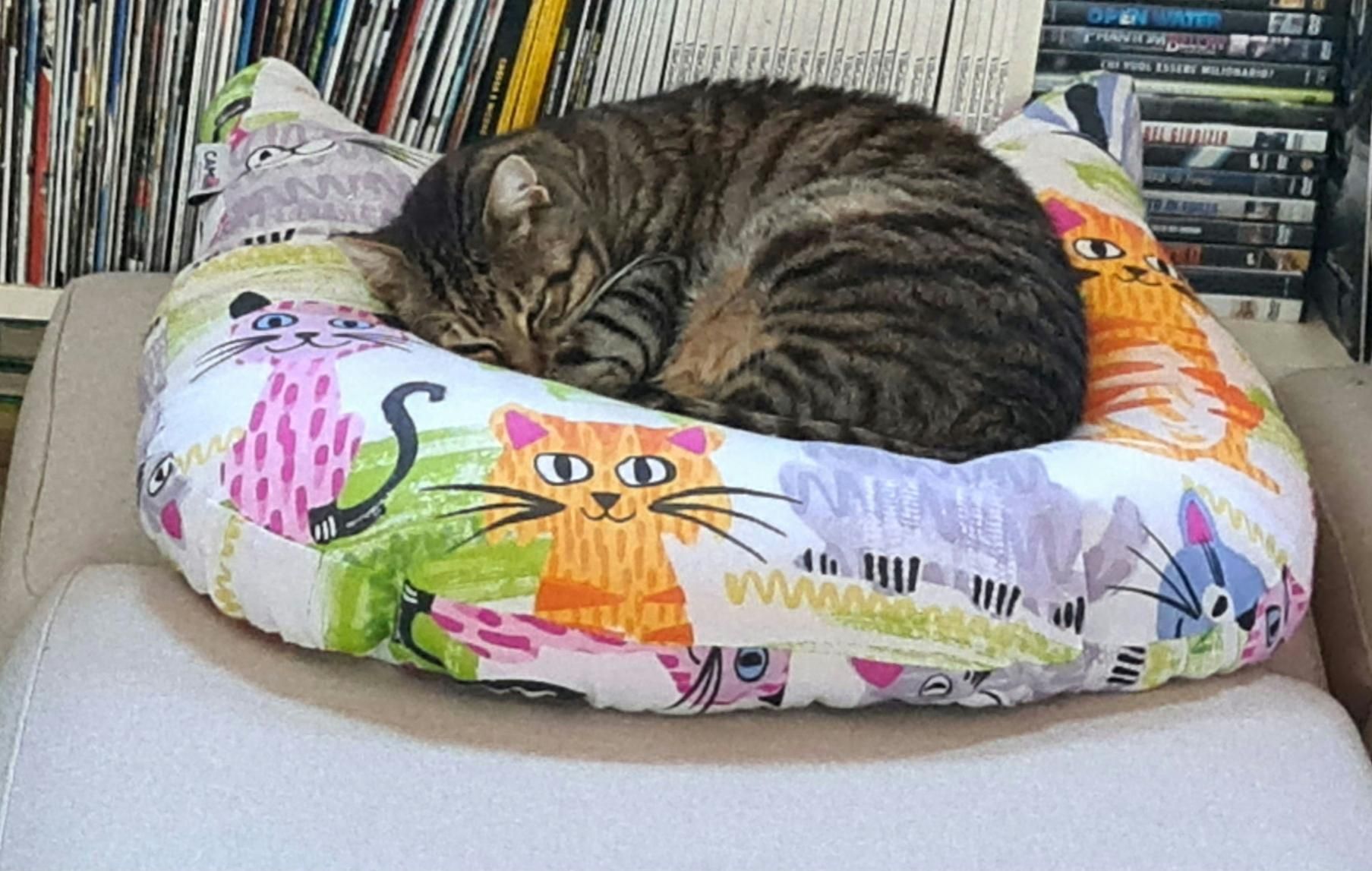Gatto tigrato su di un cuscino con gatti disegnati, sopra ad un divano.

Tabby cat on a cushion with cats drawn on it, on top of a sofa.